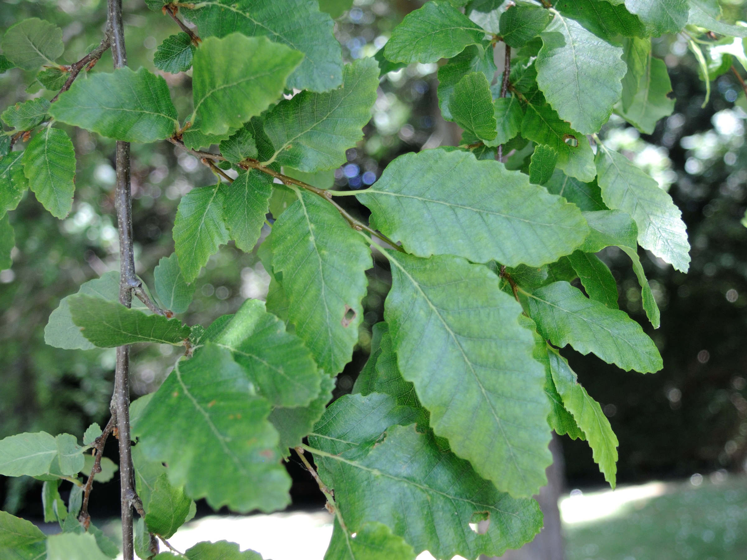 nothofagus_obliqua2md