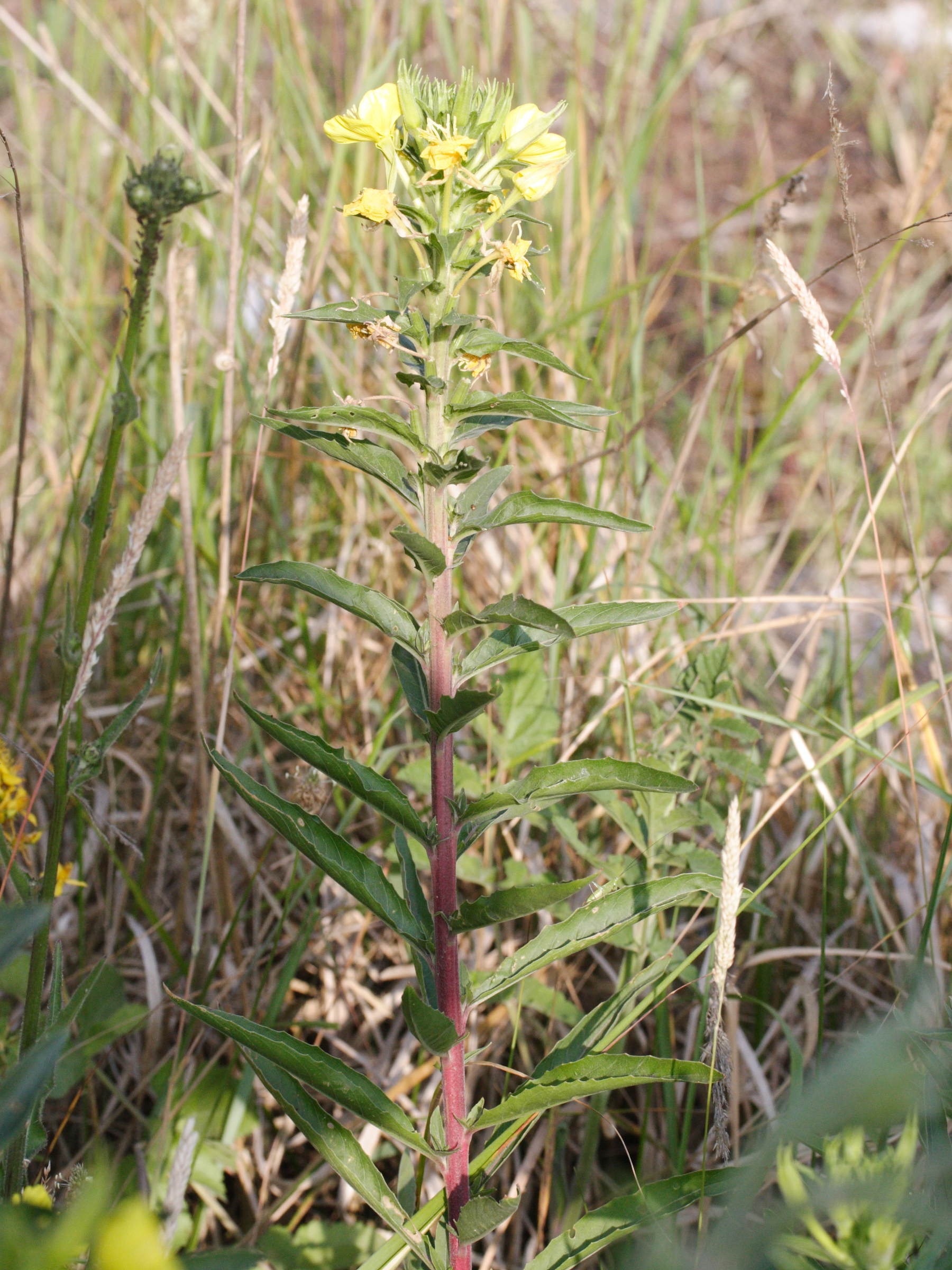 oenothera_subterminalis1md