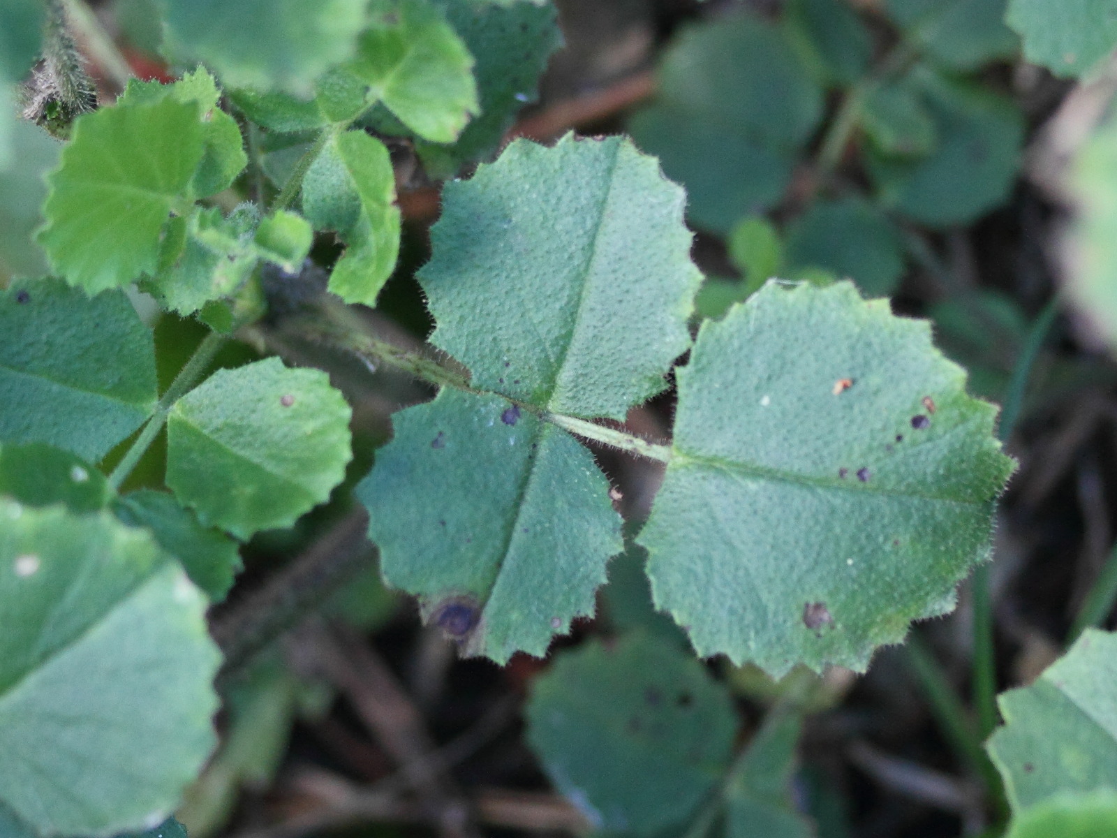 Afficher le média ononis_rotundifolia3md ononis_rotundifolia3md