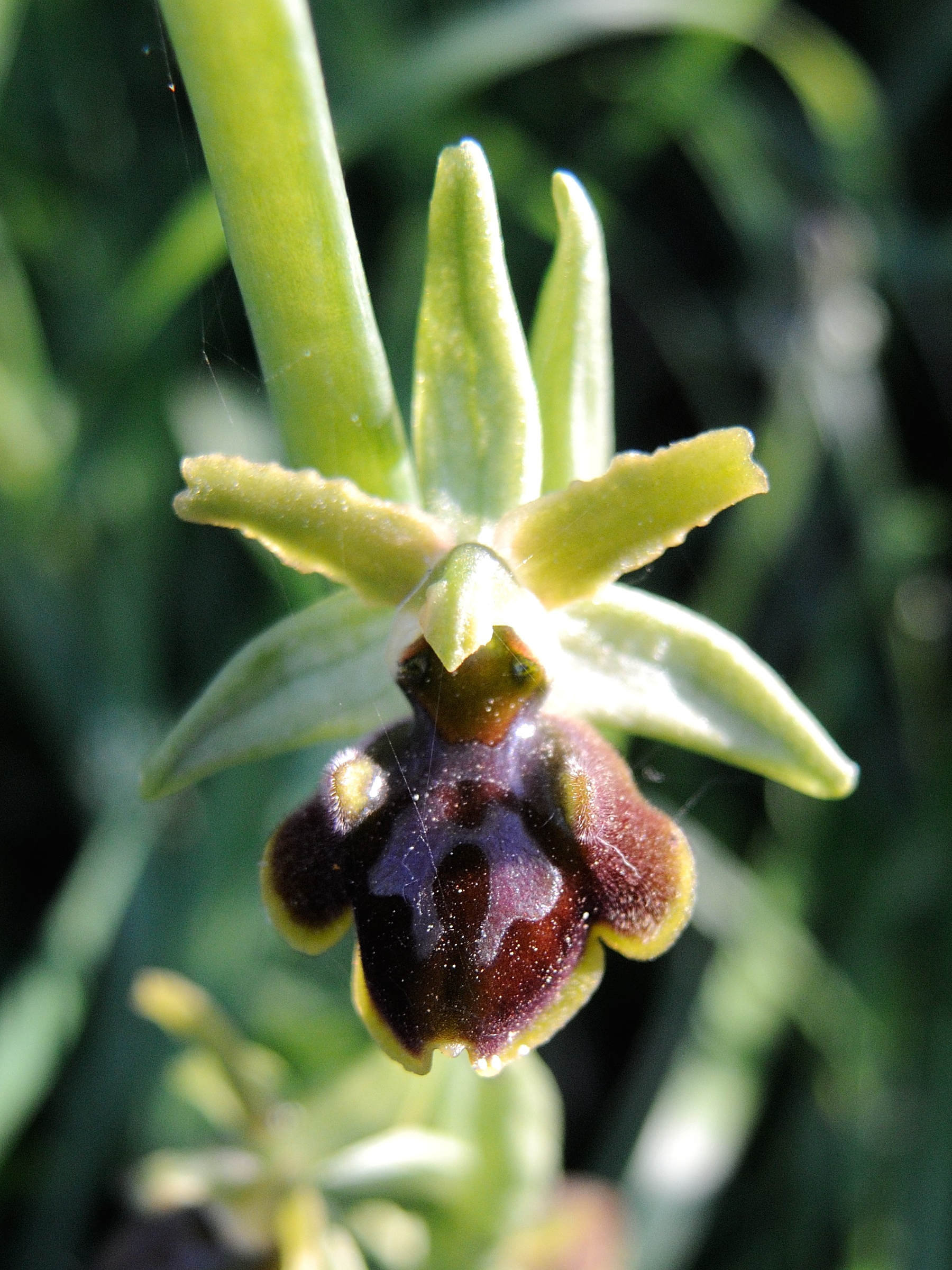 Afficher le média ophrys_sphegodes2md ophrys_sphegodes2md