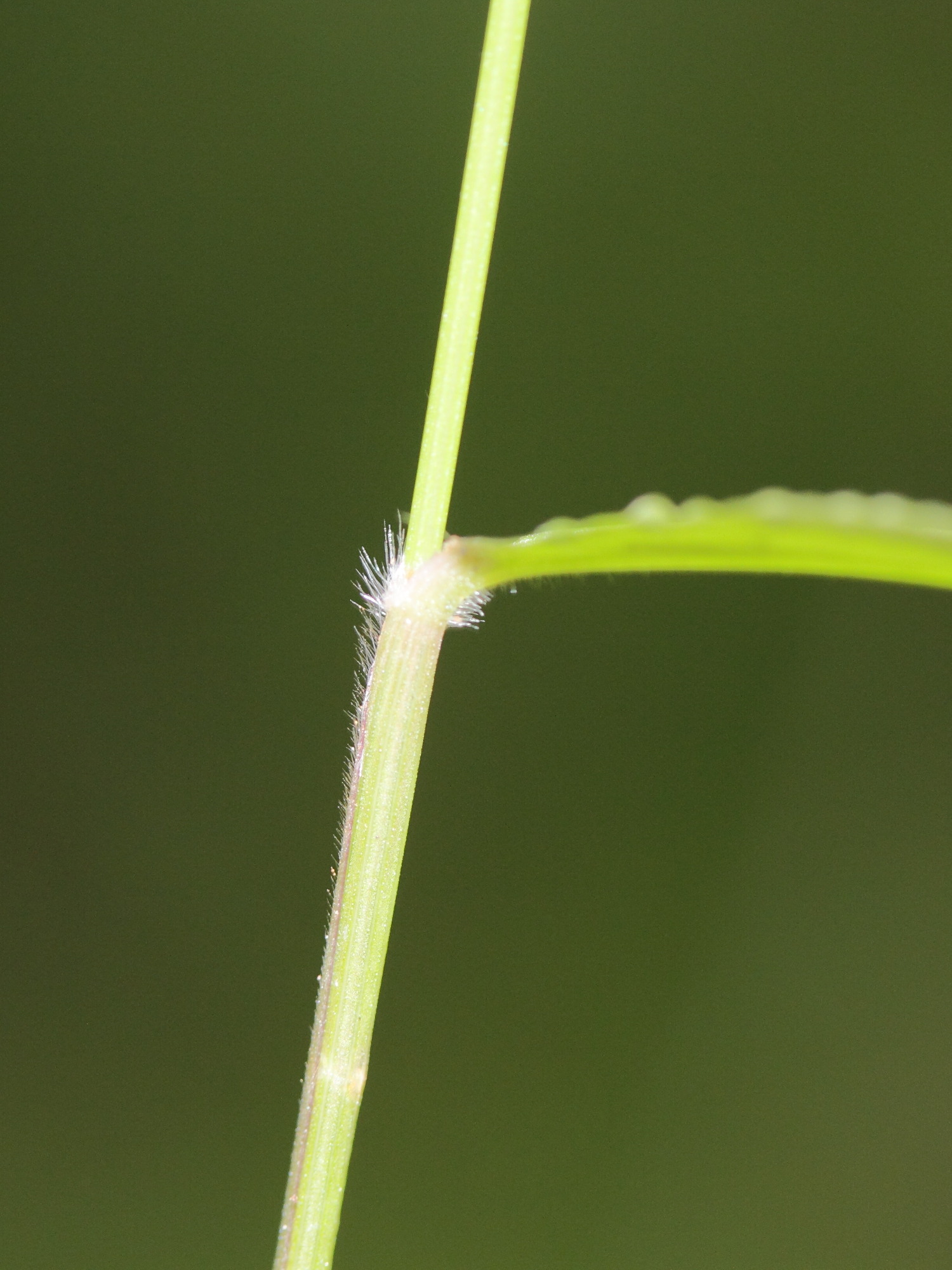 Afficher le média oplismenus_hirtellus3md oplismenus_hirtellus3md