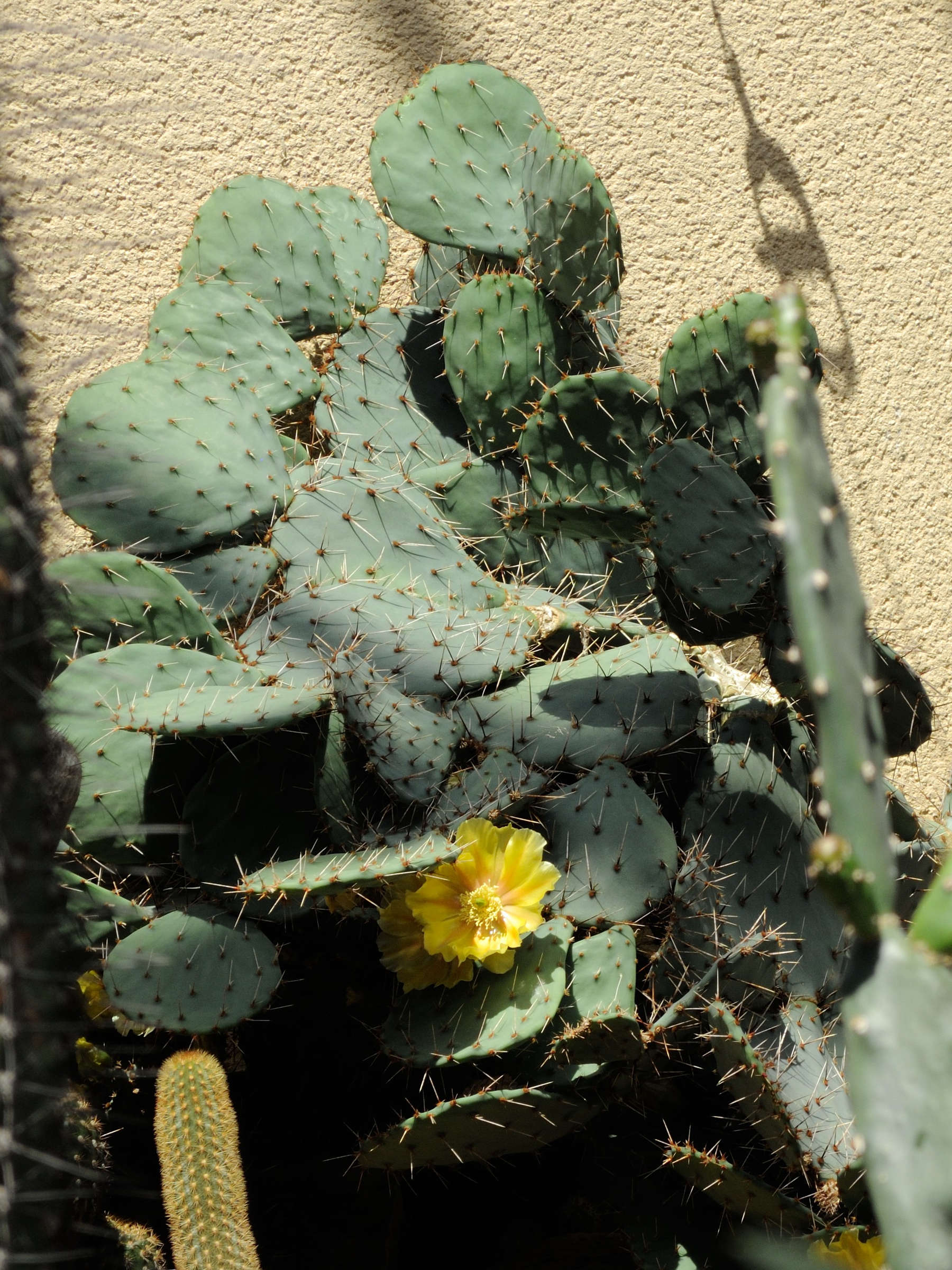opuntia_phaeacantha1md
