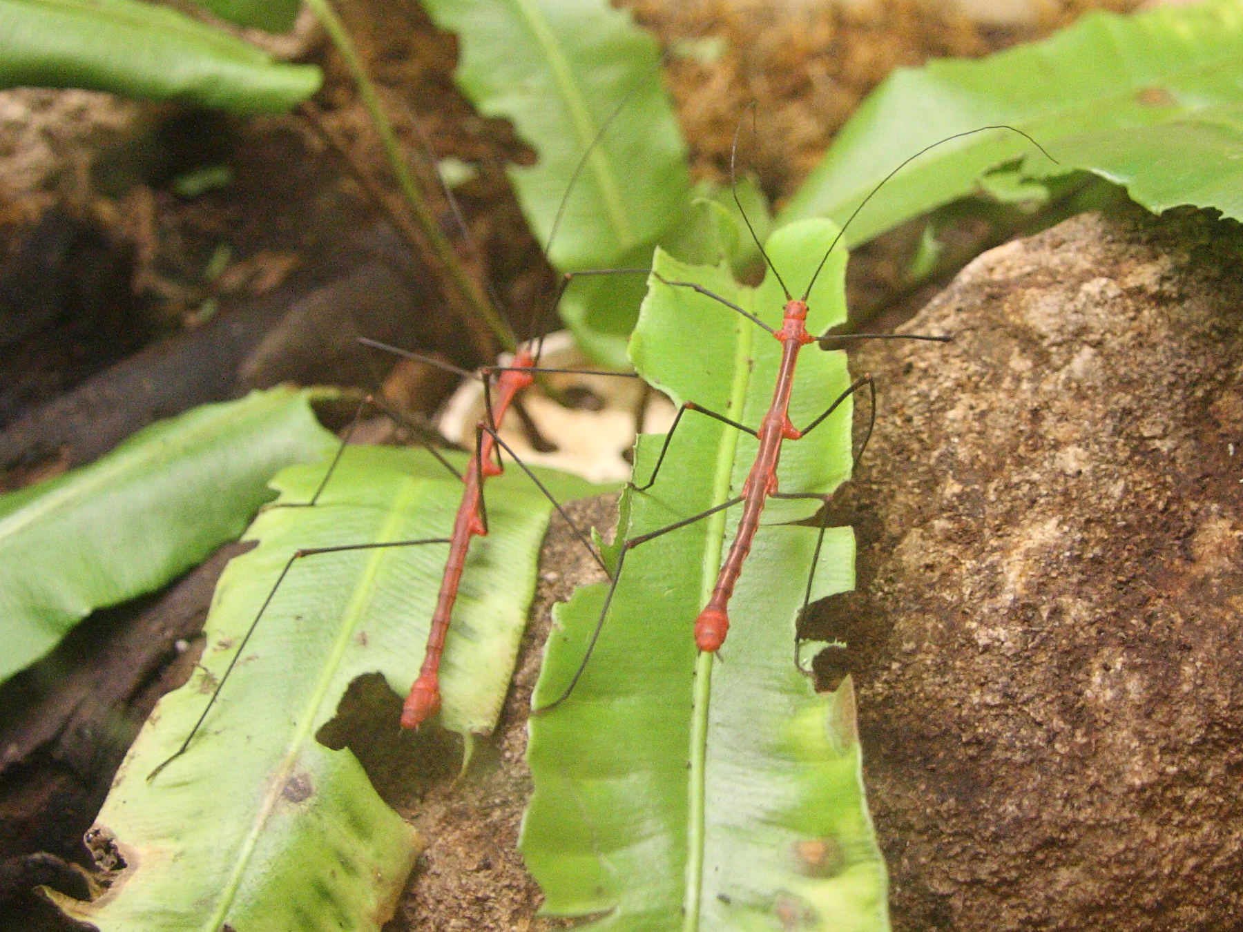 oreophoetes_peruanas1sd