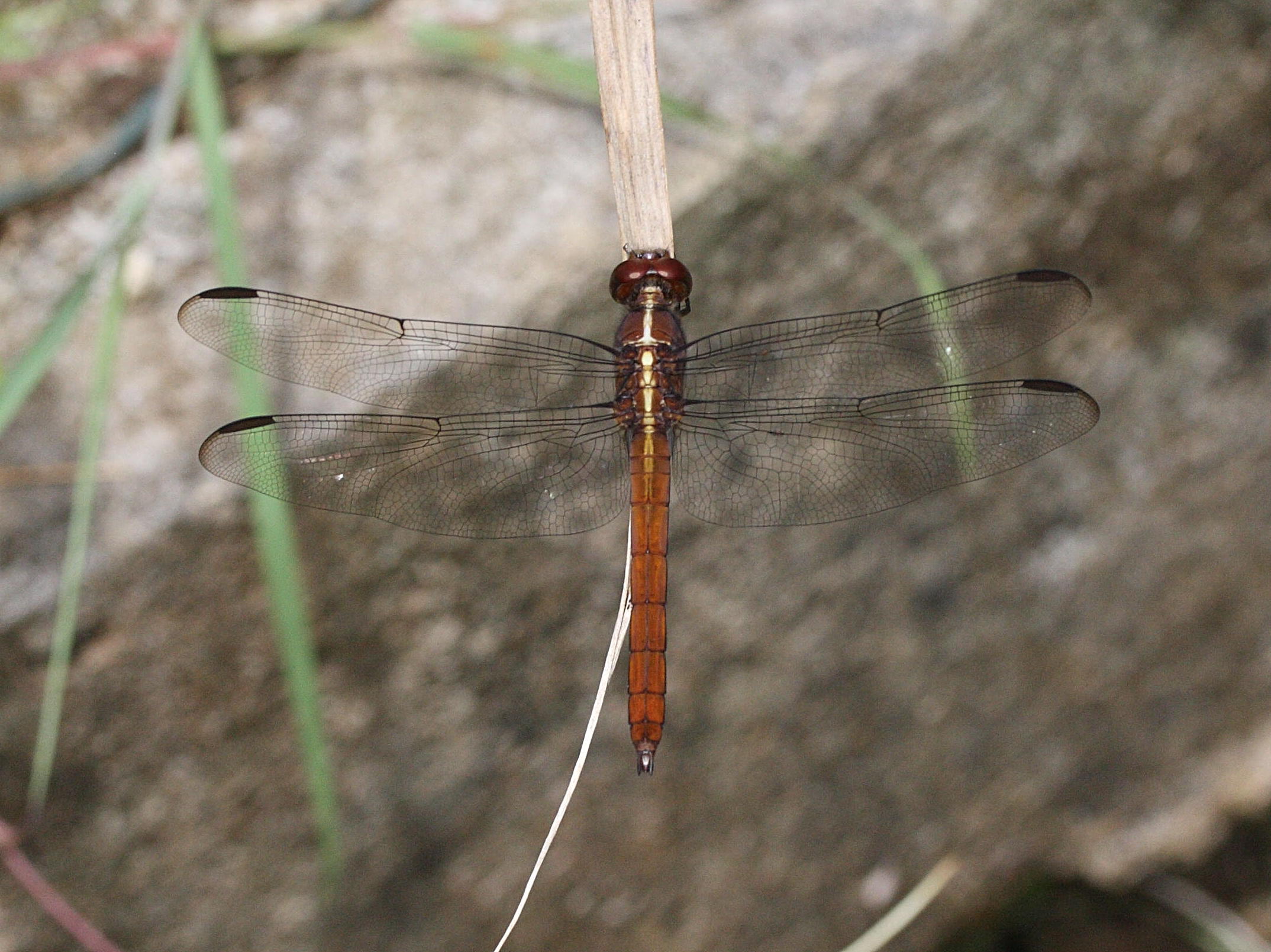orthemis_macrostigma5md