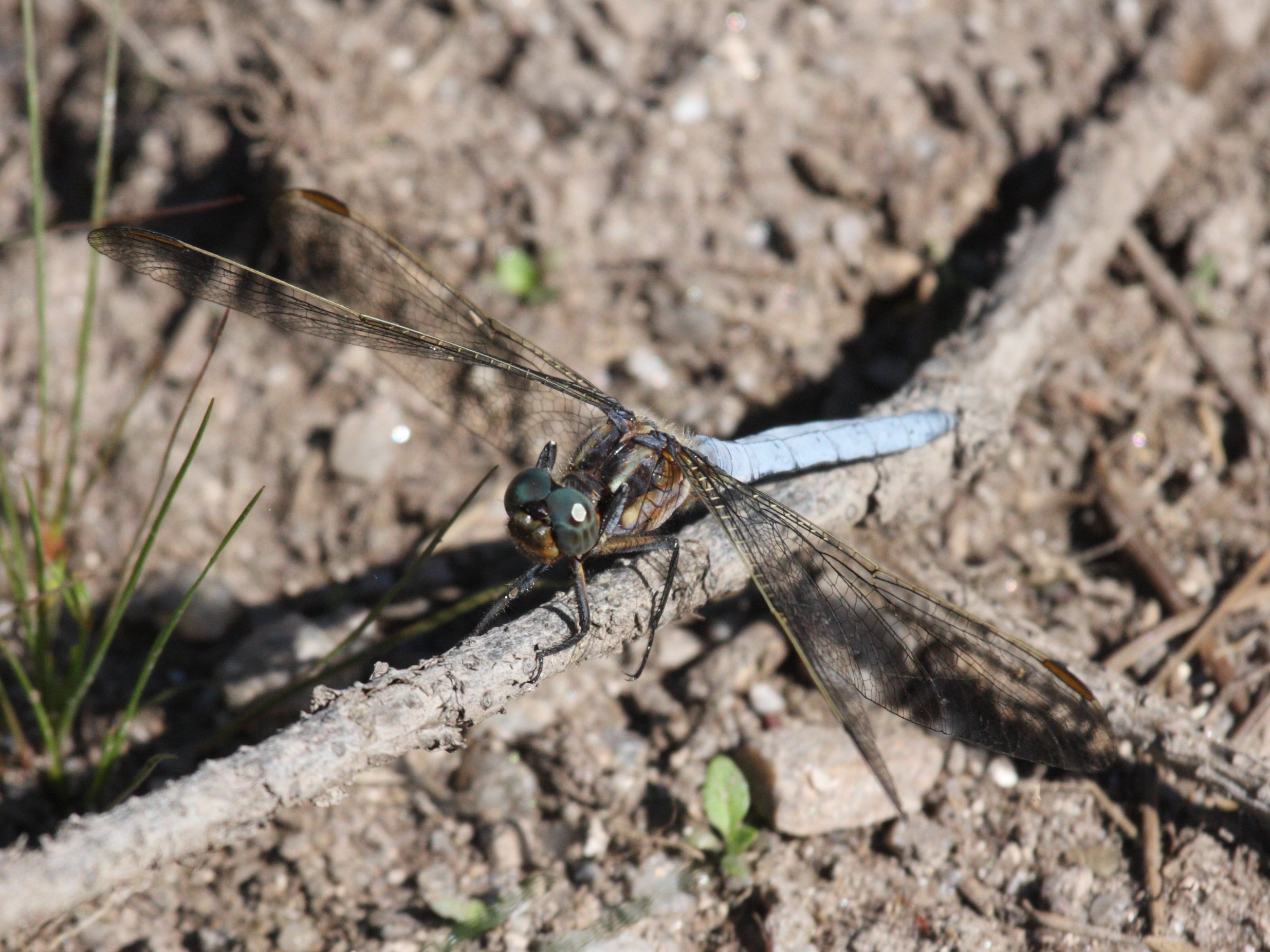 orthetrum_coerulescens5bd