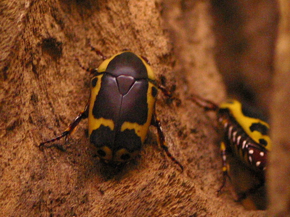 pachnoda_epphipiata2md