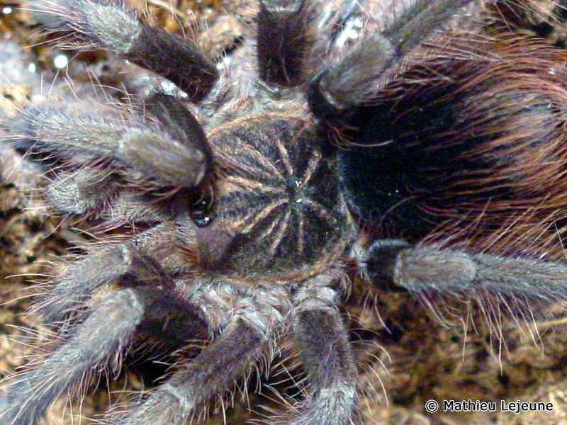 panphobeteus_fortis1ml