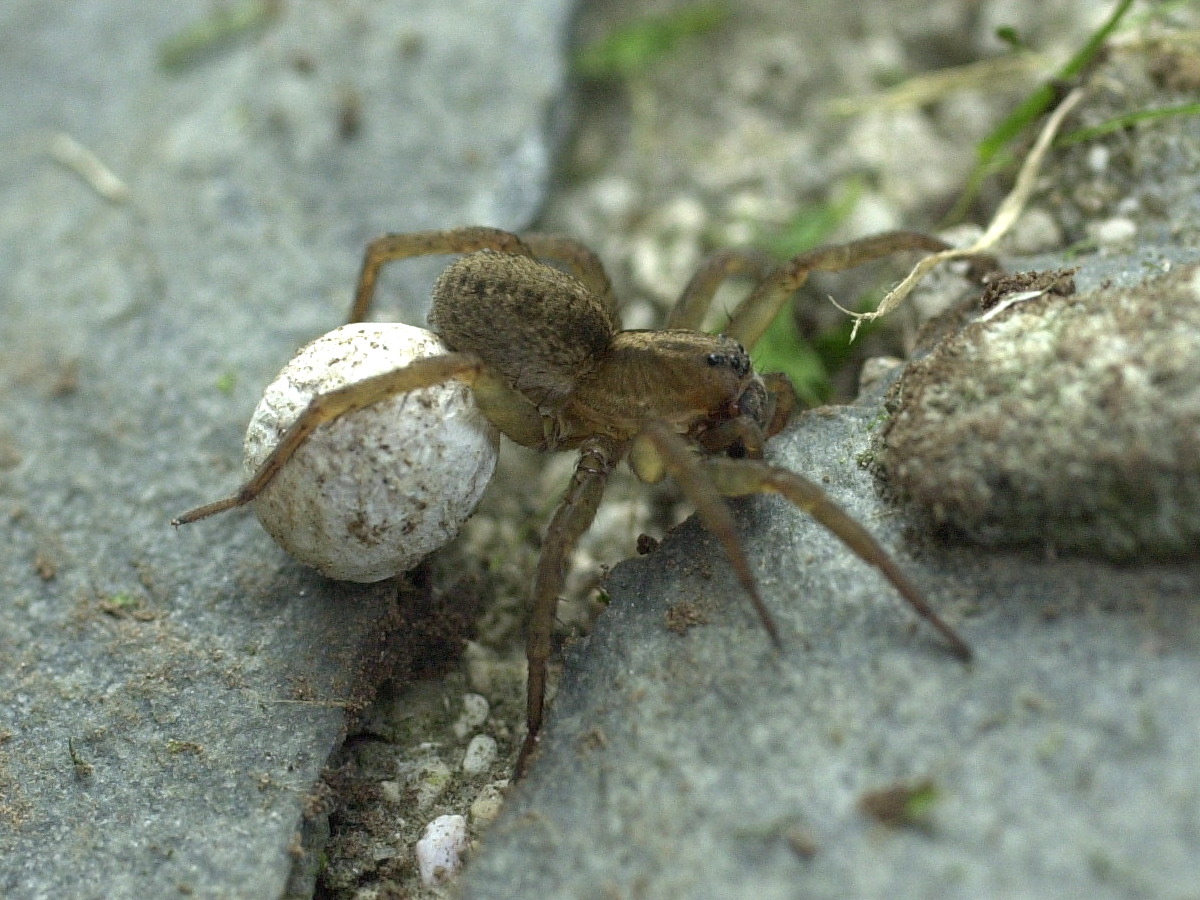 pardosa_nigriceps3md