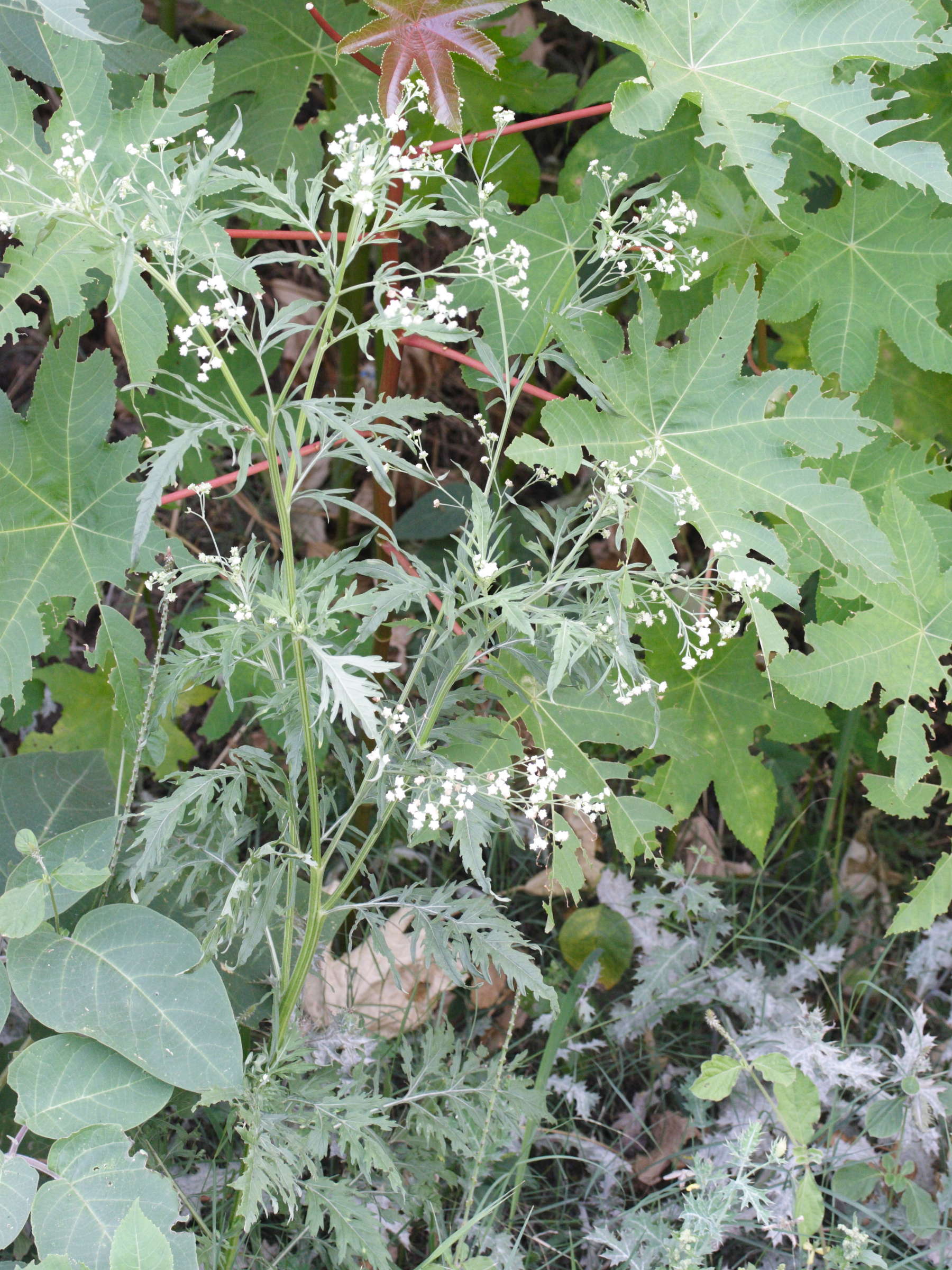 parthenium_hysterophorus1md