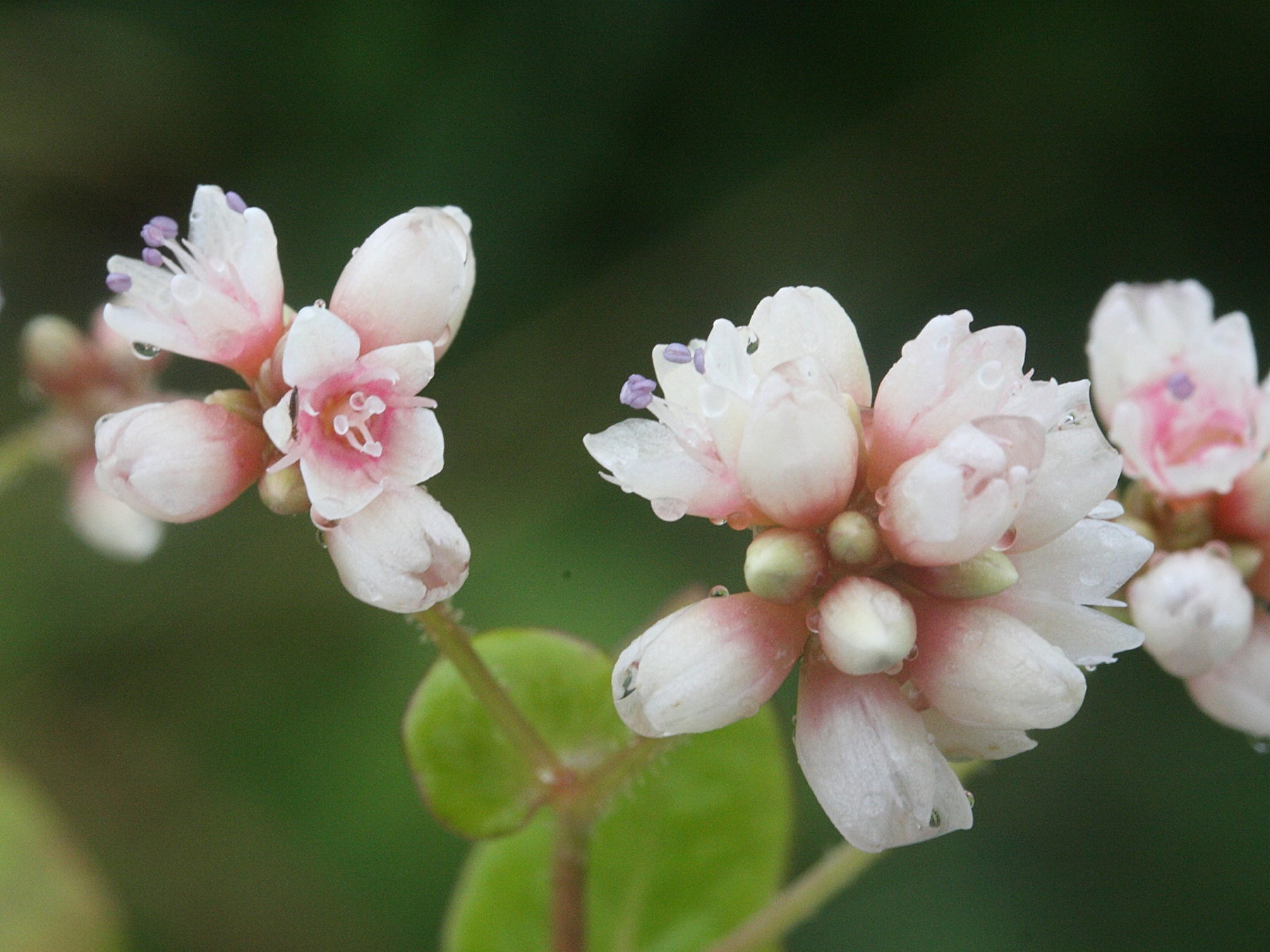 persicaria_chinensis3md