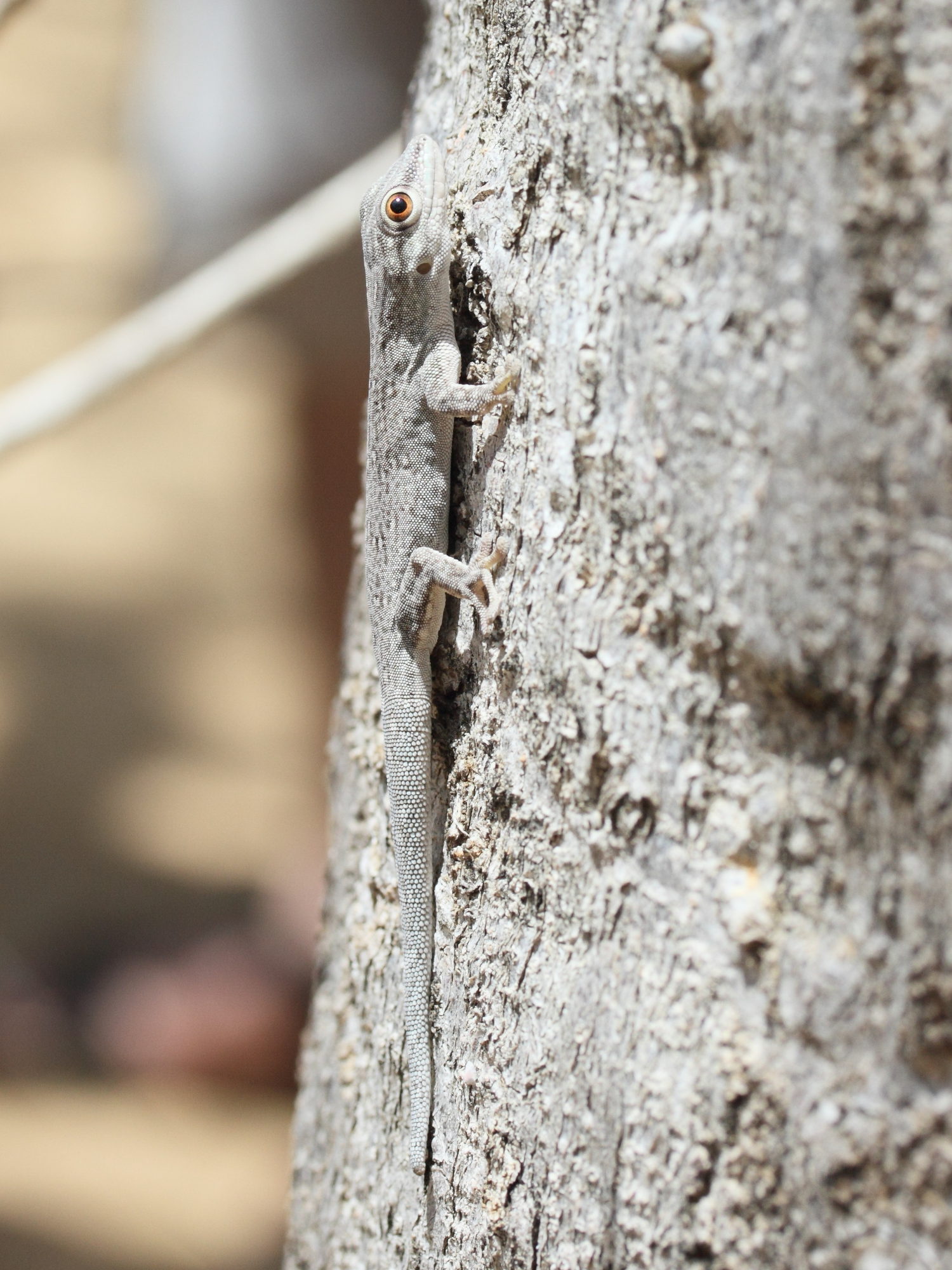 phelsuma_mutabilis2md