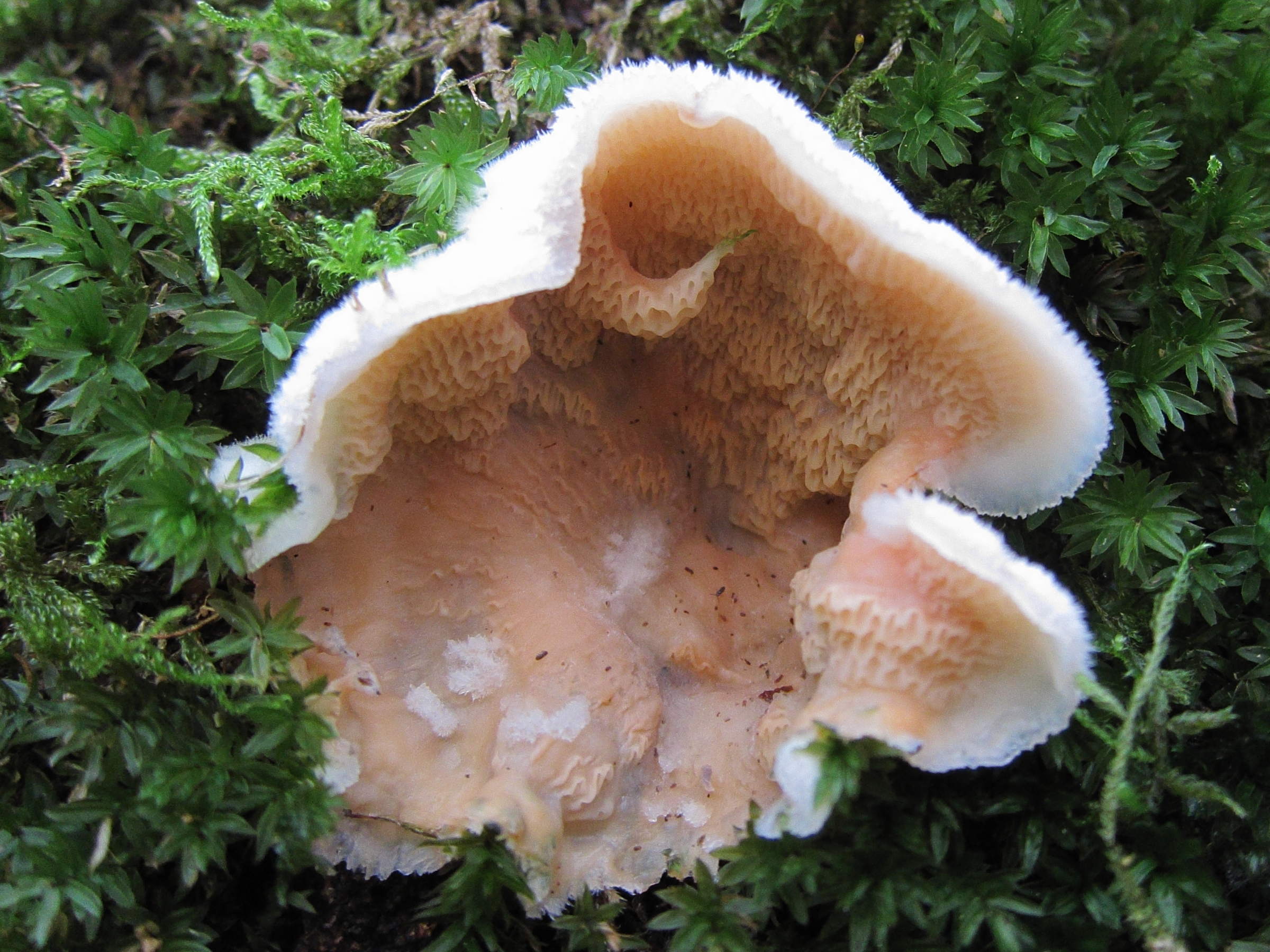 phlebia_tremellosa5bd