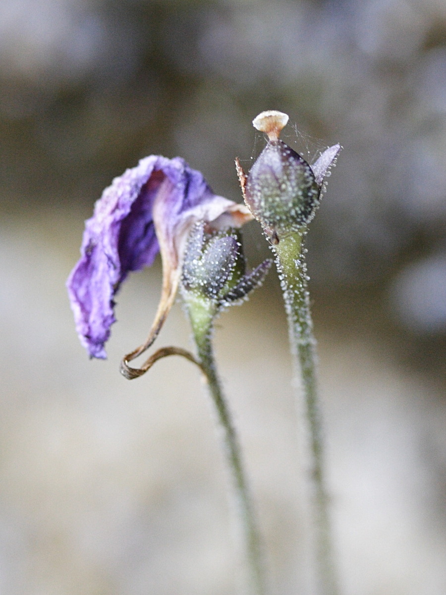 pinguicula_longifolia4md