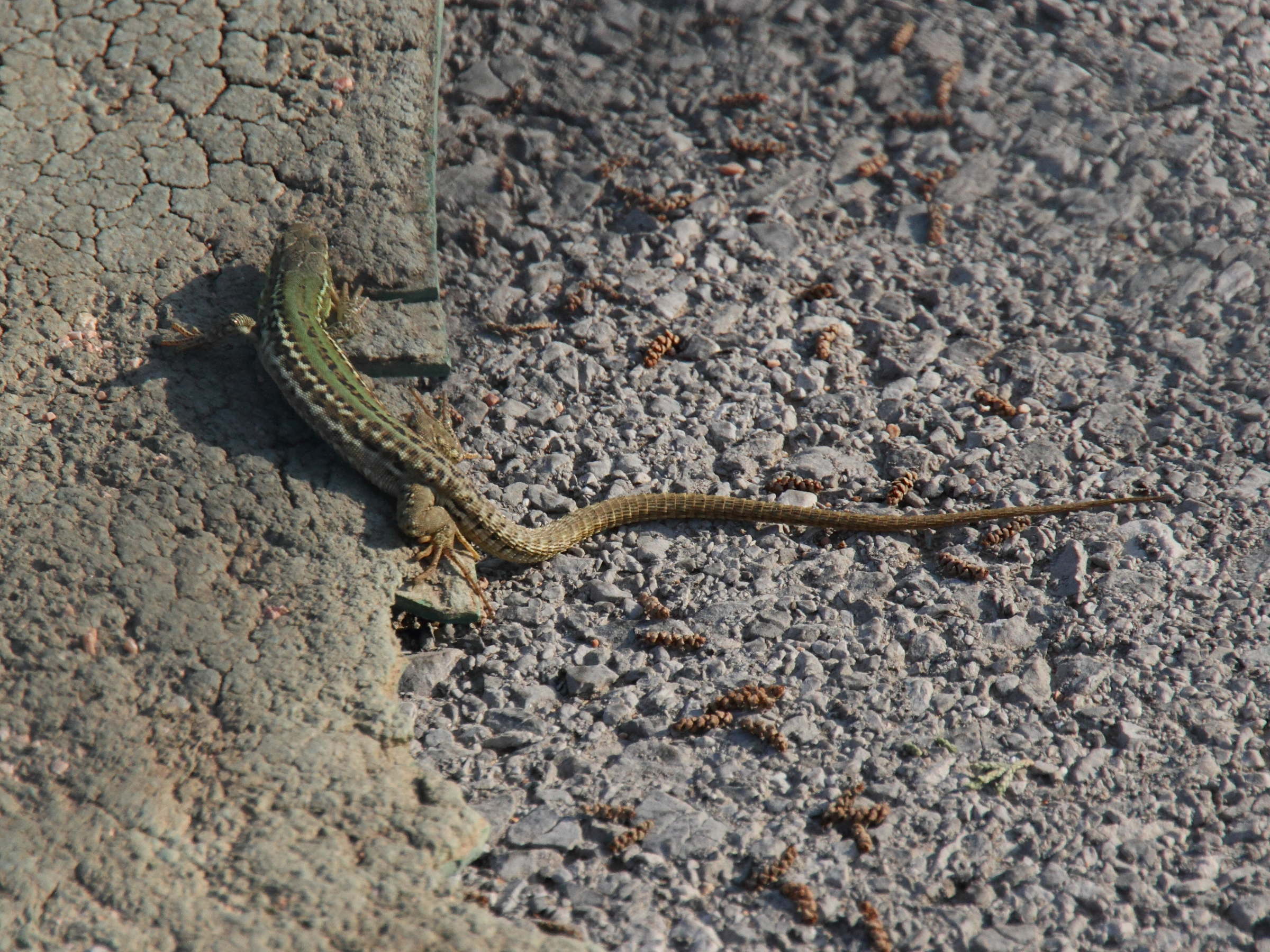 podarcis_melisellensis3md