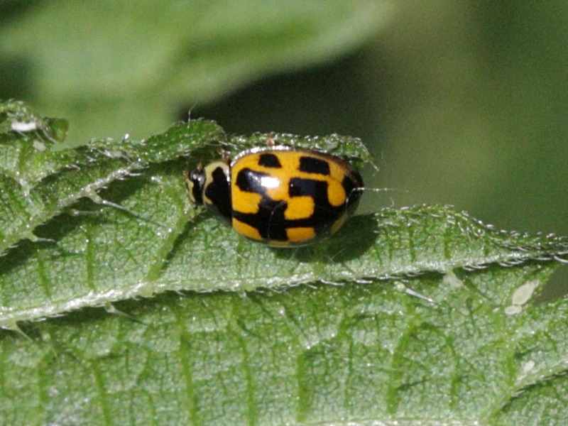 Afficher le média propylea_quatuordecimpunctata4bd propylea_quatuordecimpunctata4bd