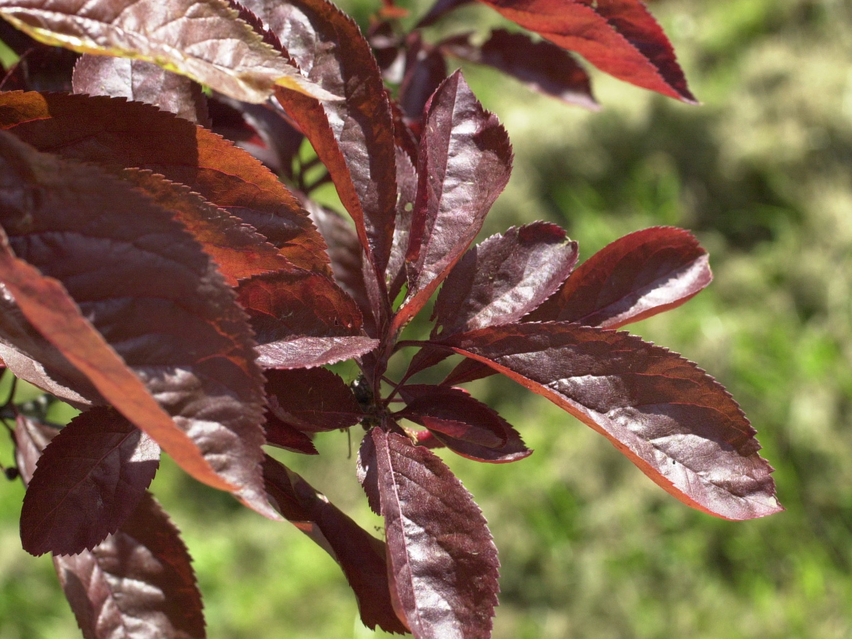 Afficher le média Prunus_cerasifera f. atropurpurea Prunus_cerasifera f. atropurpurea