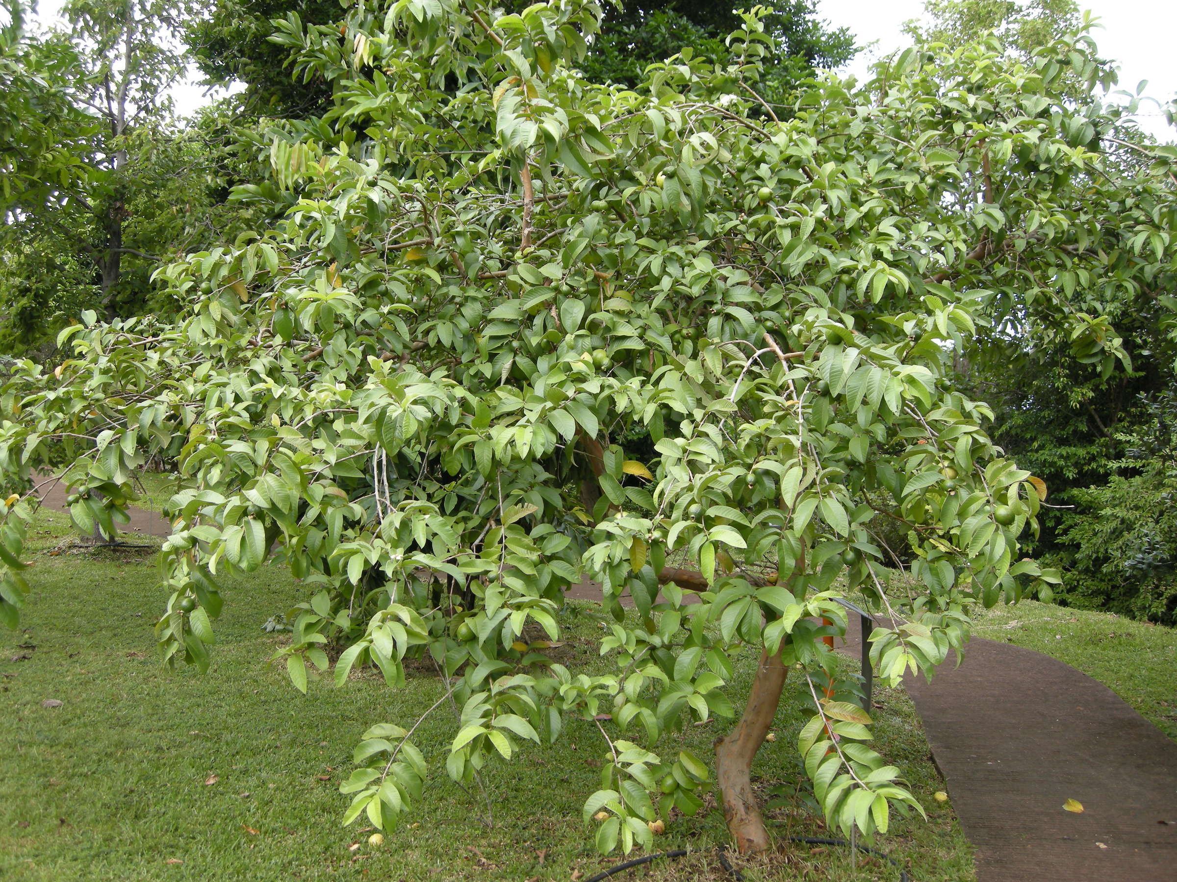 psidium_guajava4md