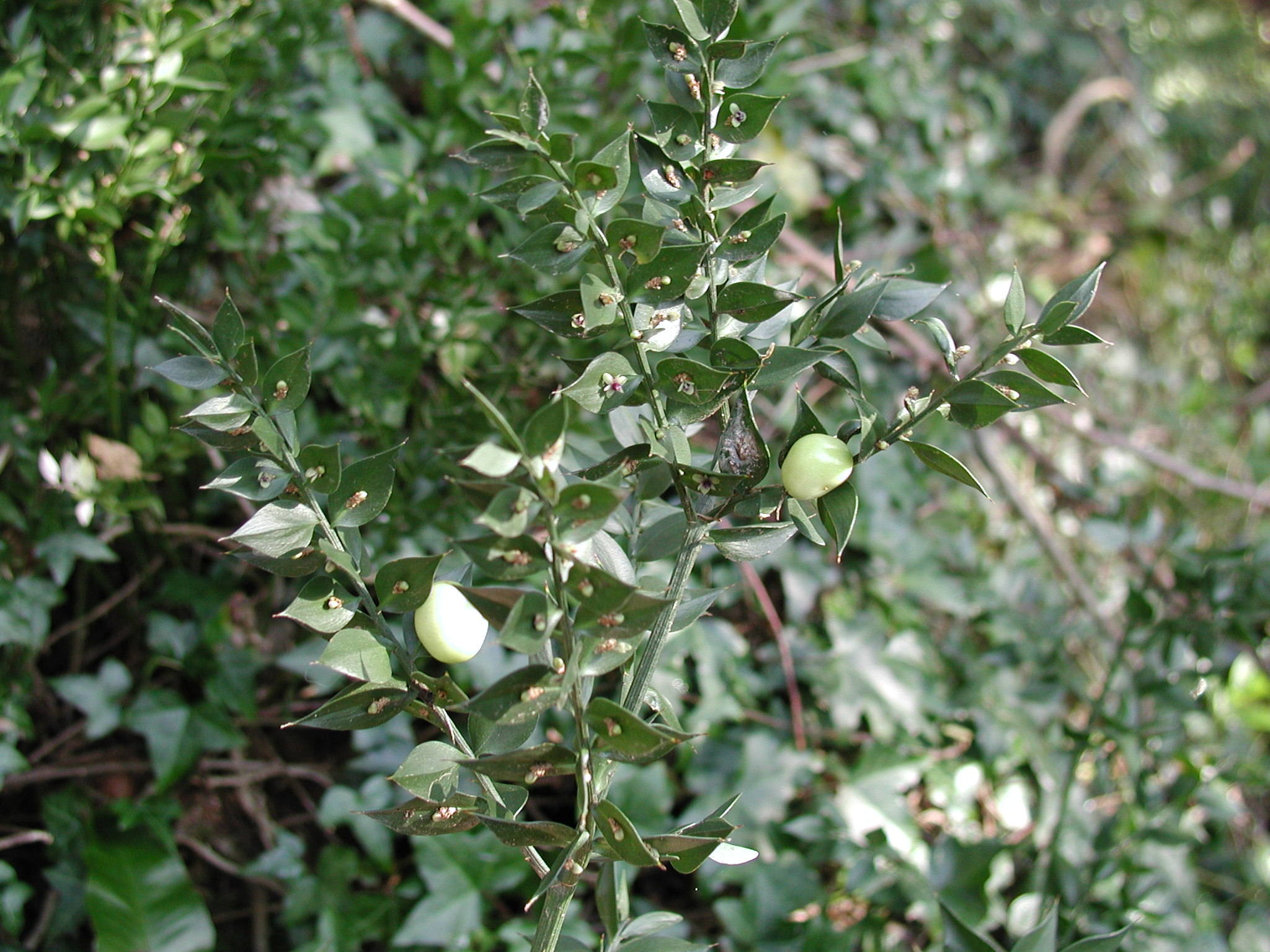 ruscus_aculeatus3md