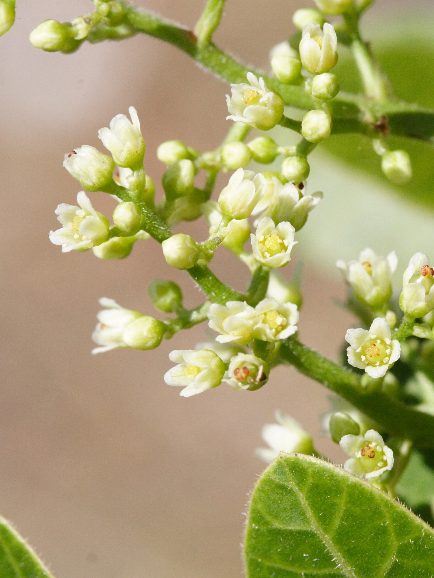 schinus_terebinthifolius4md