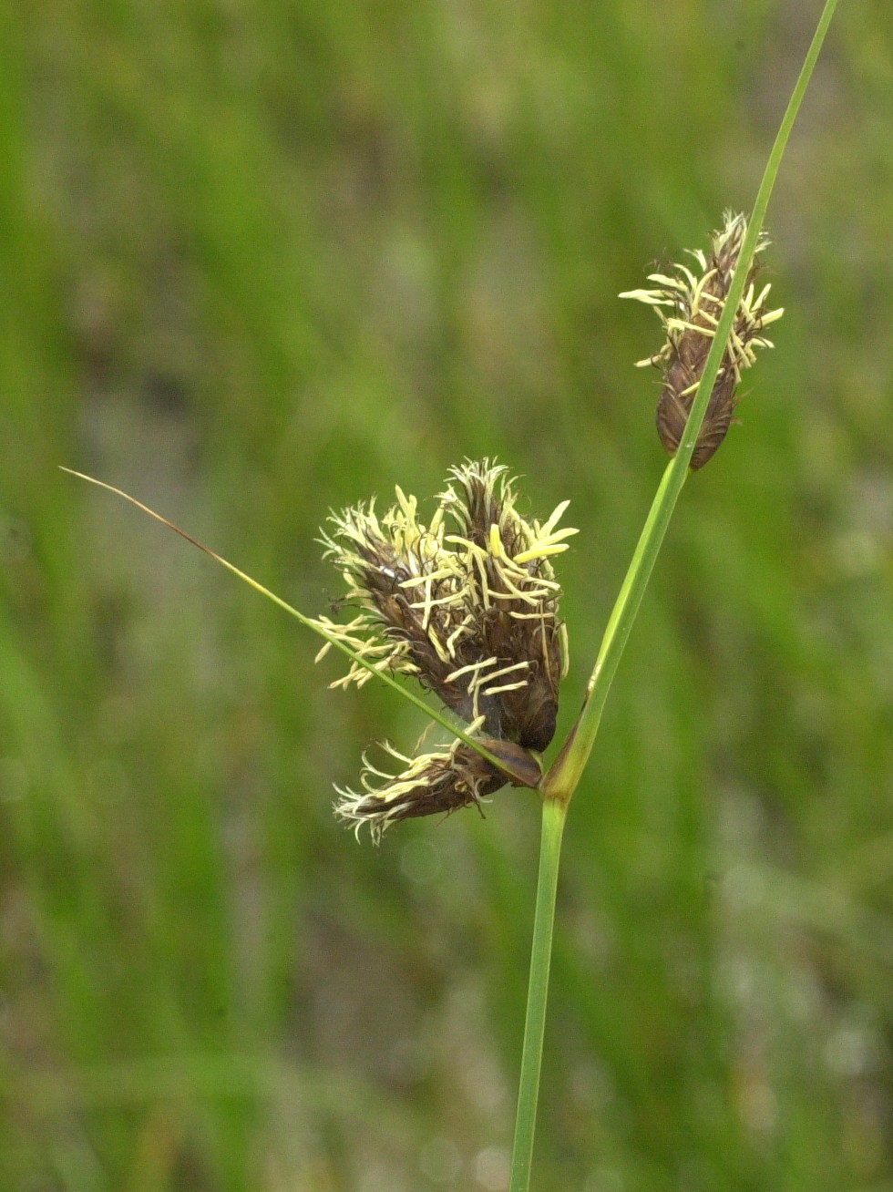 scirpus_maritimus2md