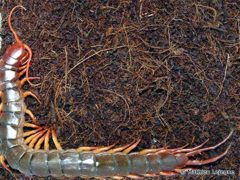 scolopendra_subspinipes3ml