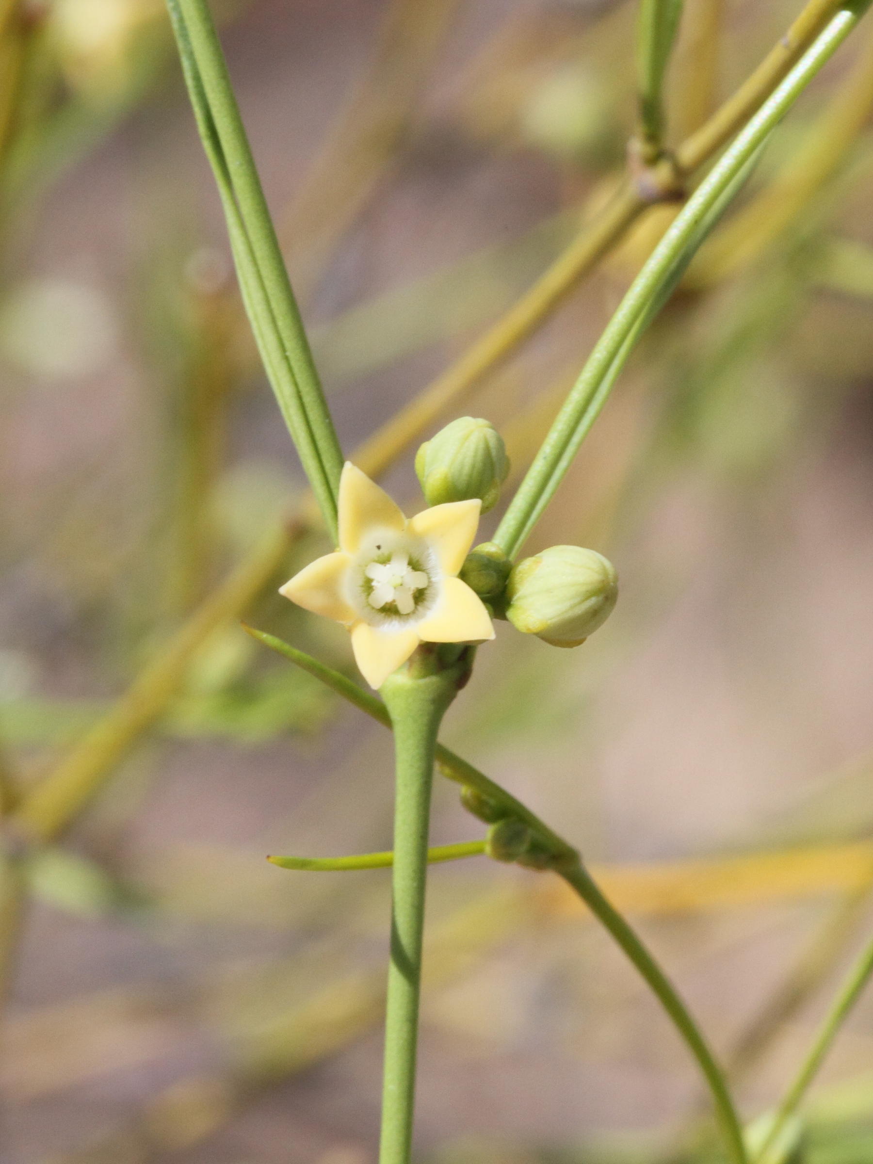 Secamone_sparsiflora
