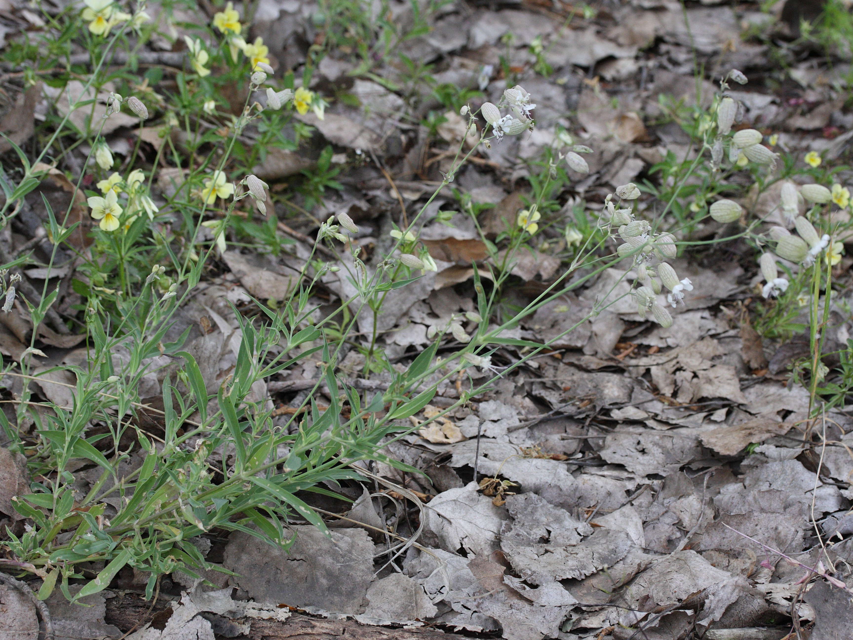 silene_vulgaris_humilis1md