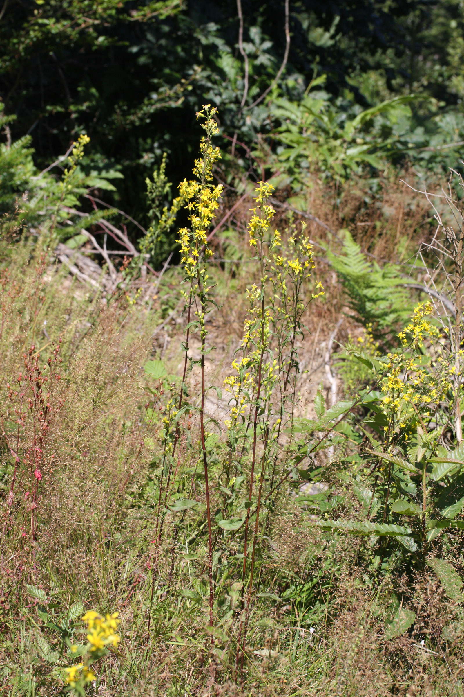 solidago_virgaurea_vulgaris3md