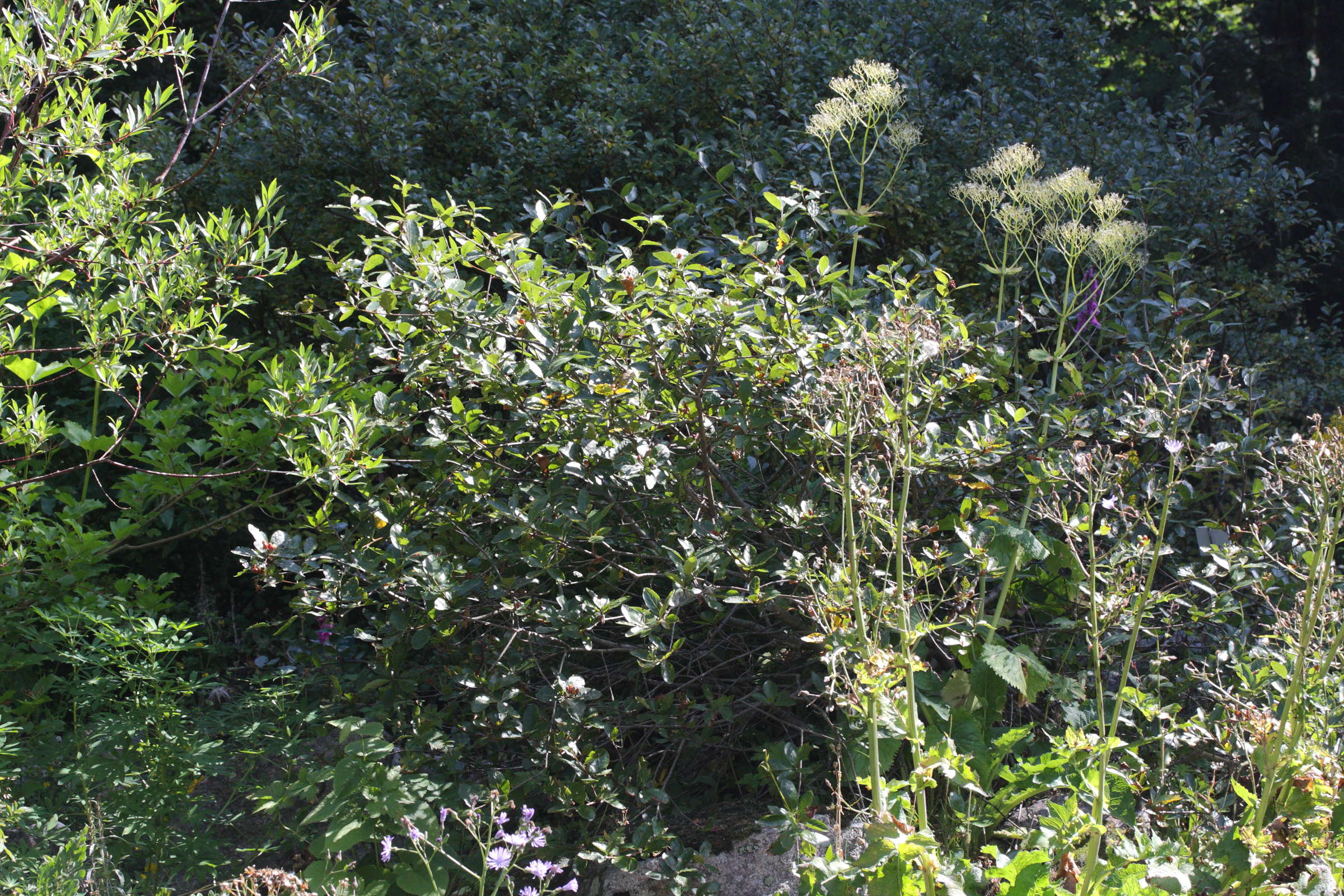 sorbus_chamaespilus1md