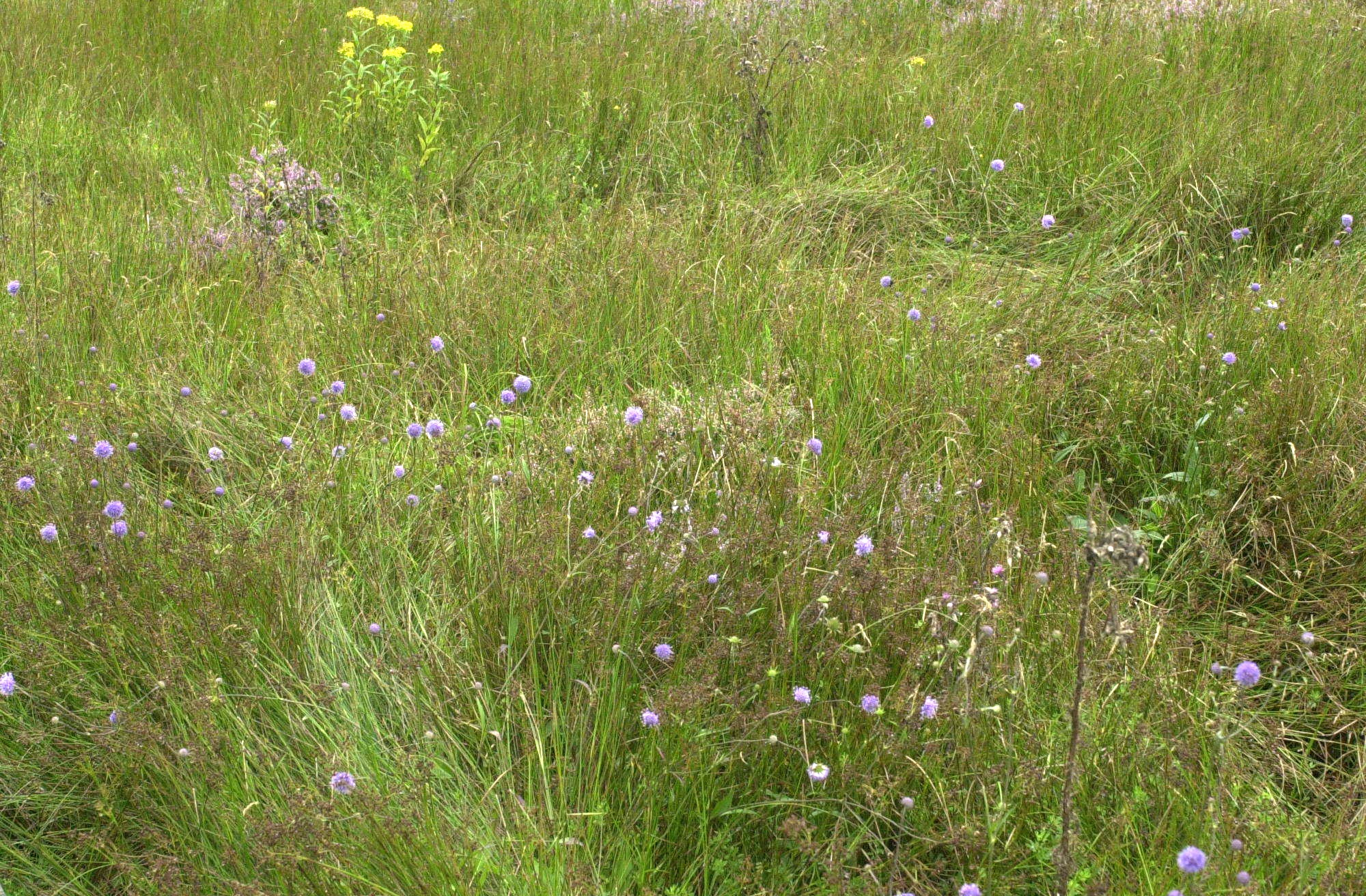 succisa_pratensis1amd