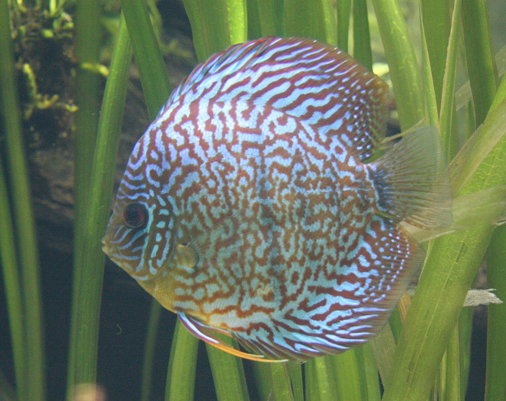 Afficher le média symphysodon_aequifasciatus2sd symphysodon_aequifasciatus2sd