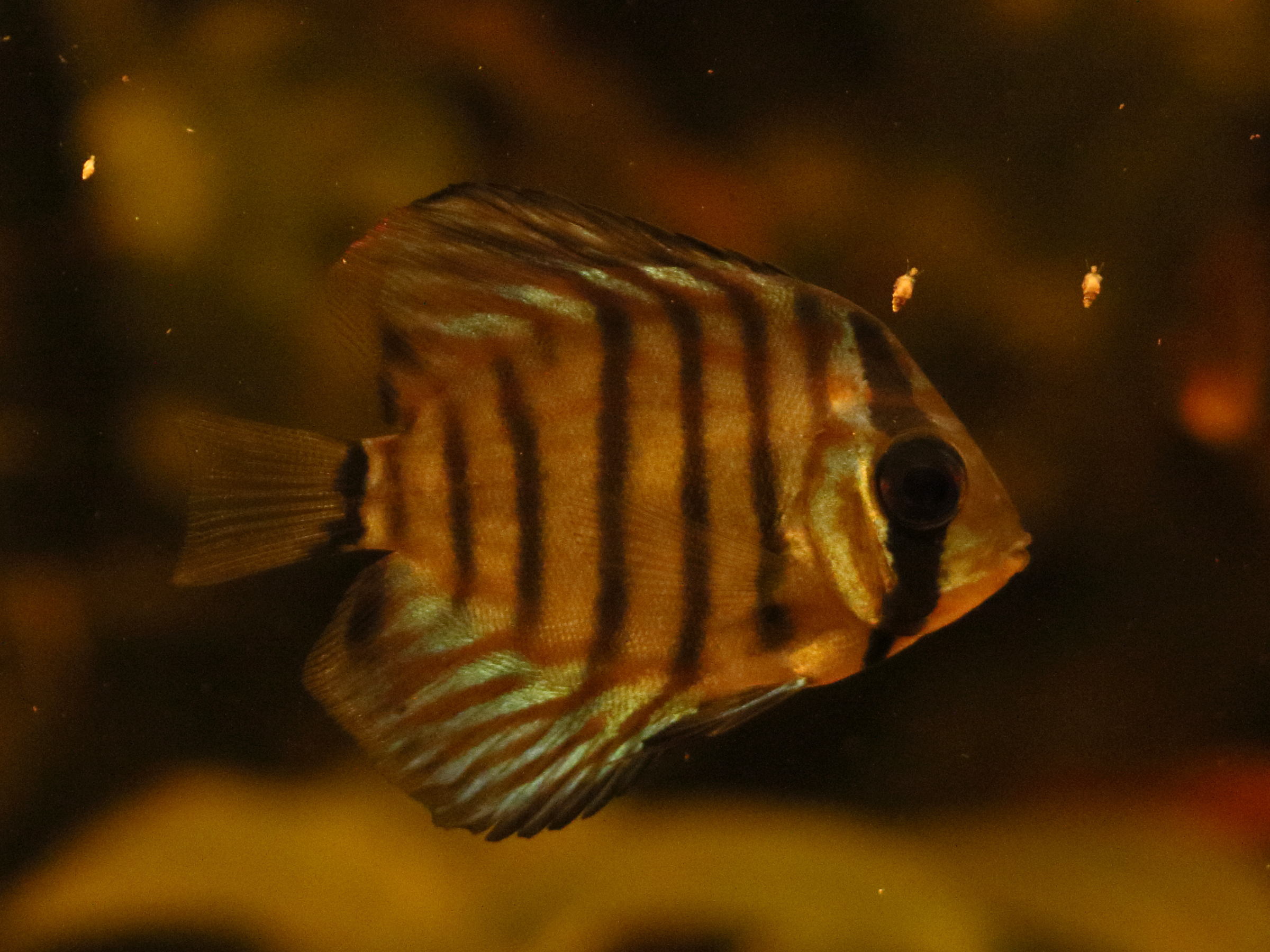 Afficher le média symphysodon_aequifasciatus7bd symphysodon_aequifasciatus7bd