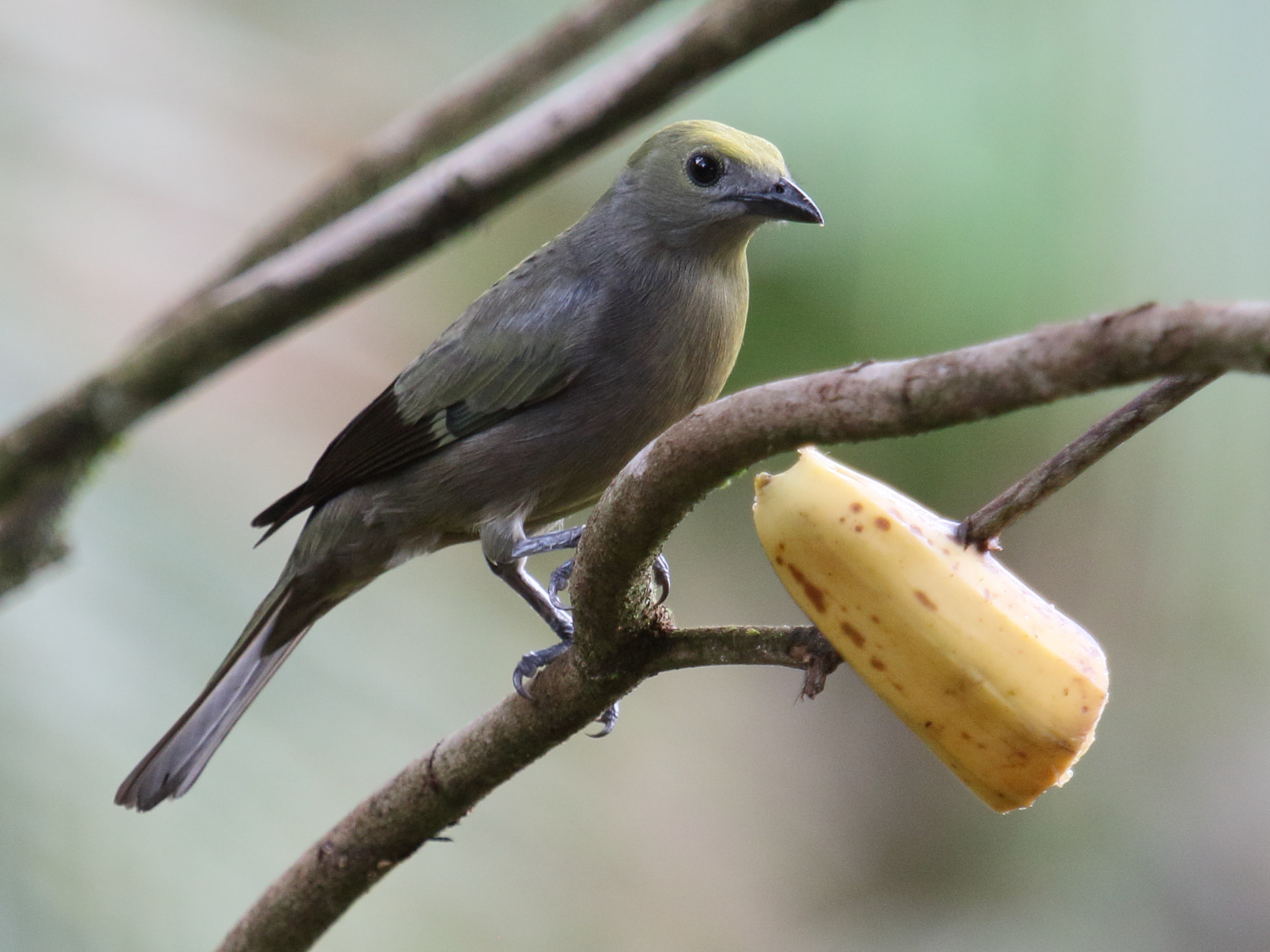 tangara_des_palmiers_-_thraupis_palmarum2bd