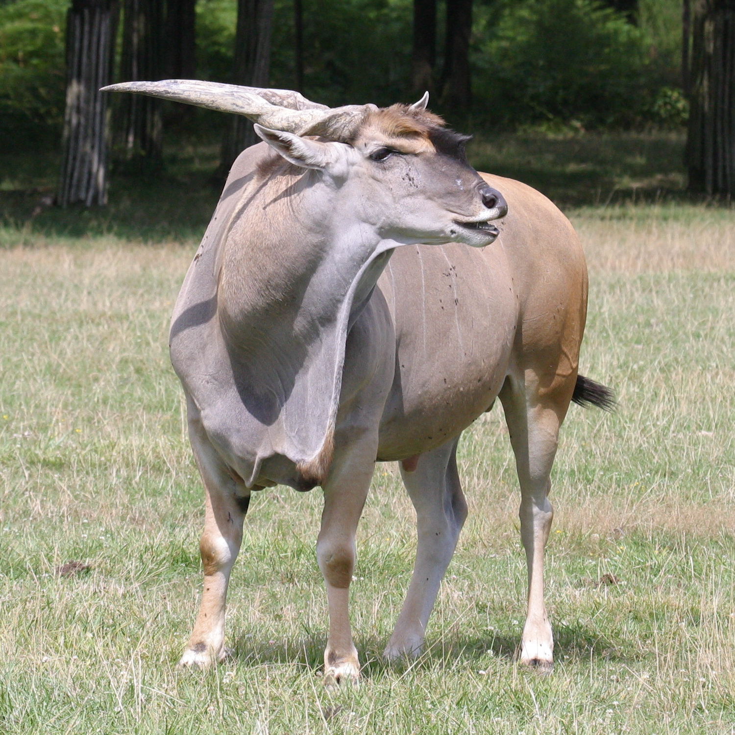 taurotragus_oryx3bbd