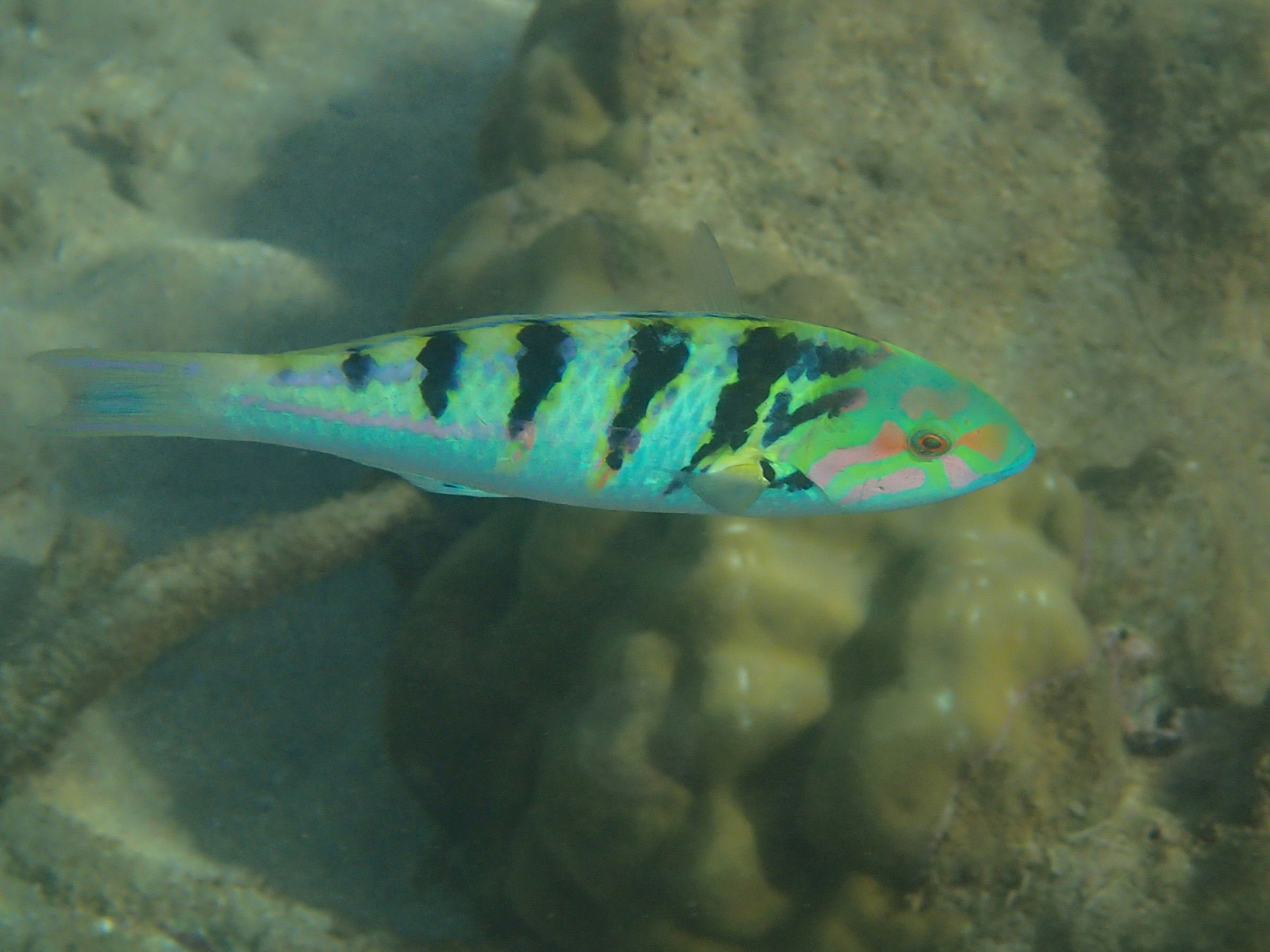 thalassoma_hardwicke2bd