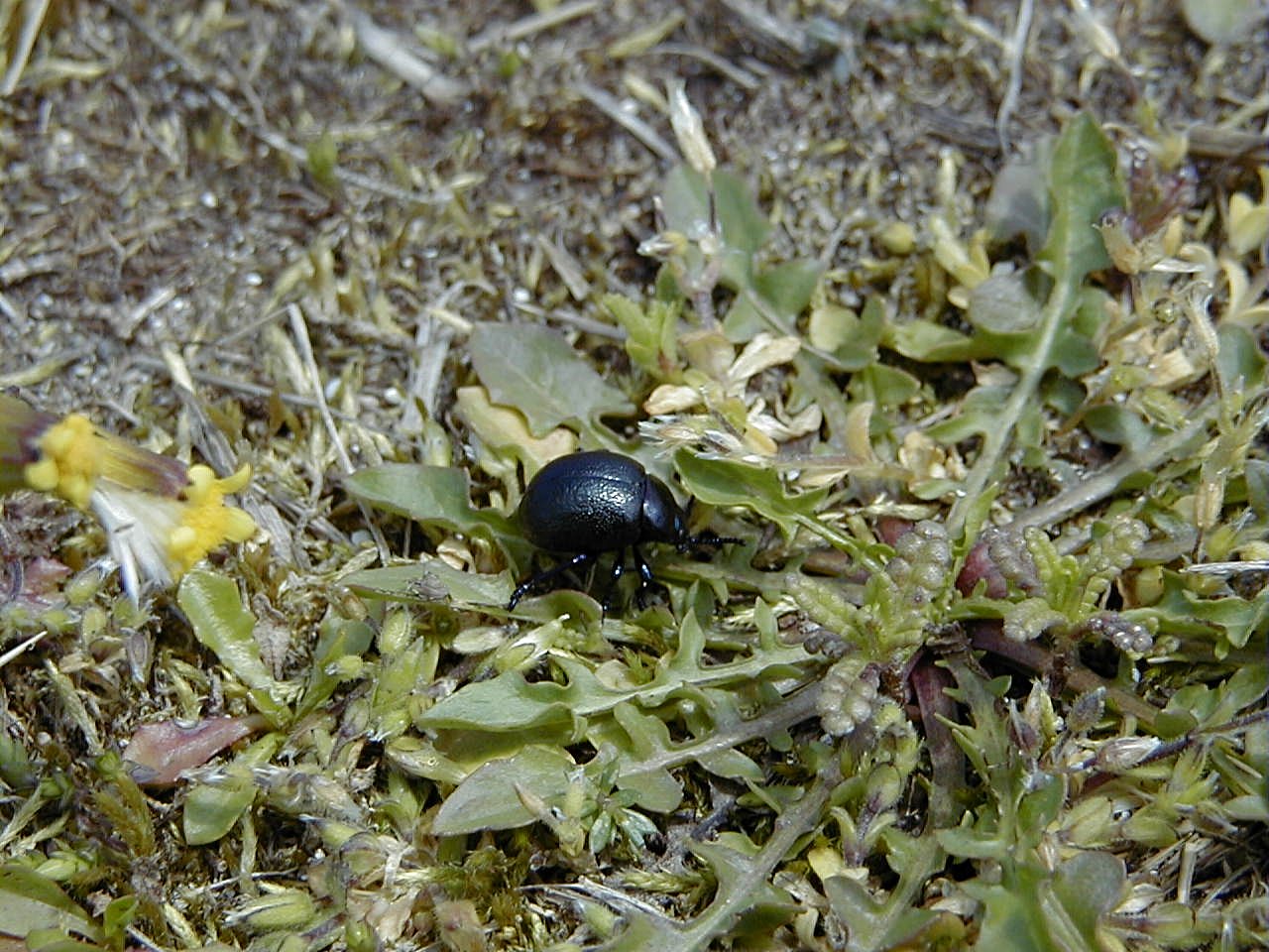 Afficher le média timarcha_goettingensis1md timarcha_goettingensis1md