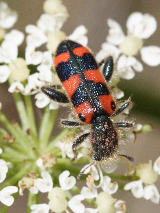 trichodes_leucopsideus1md