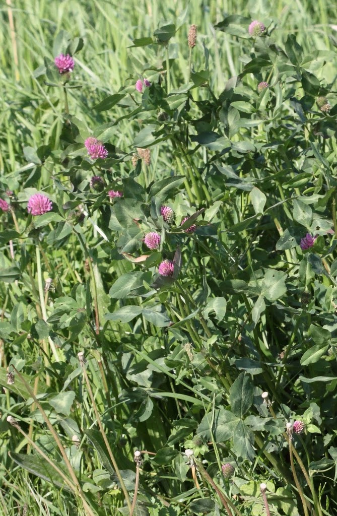 trifolium_pratense1bd
