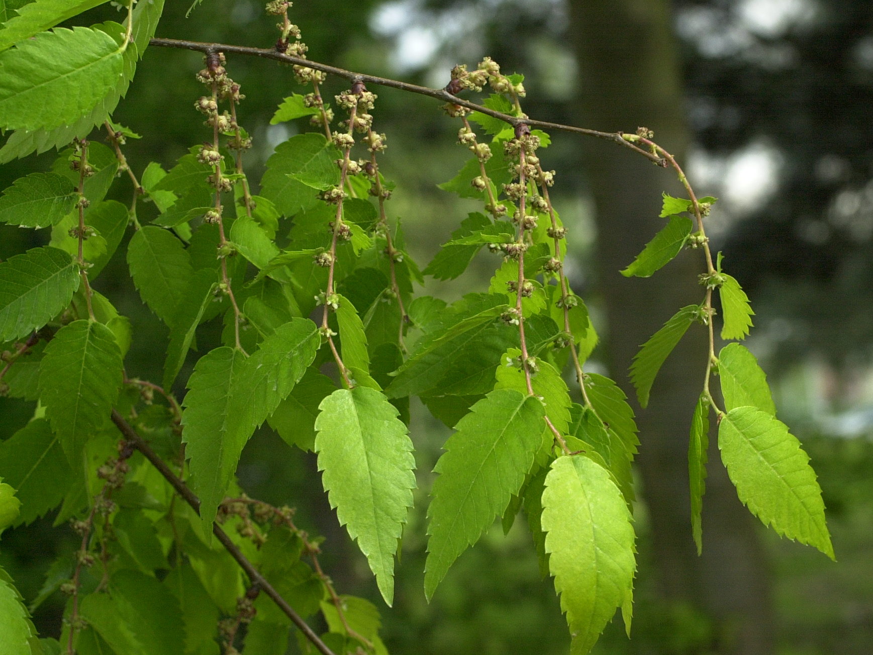 zelkova_serrata4md