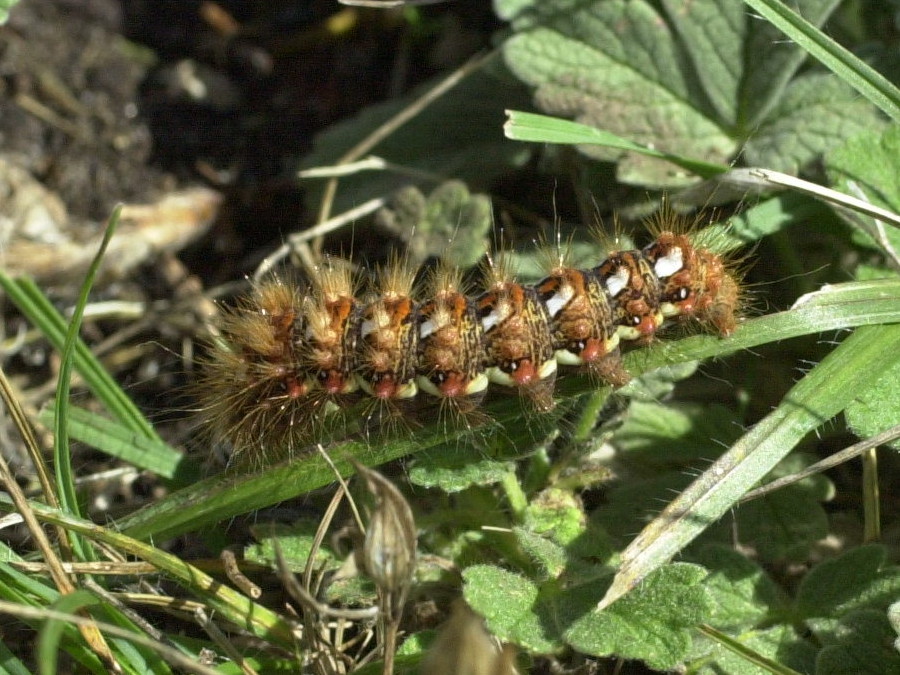 acronicta_rumicis_ch5md