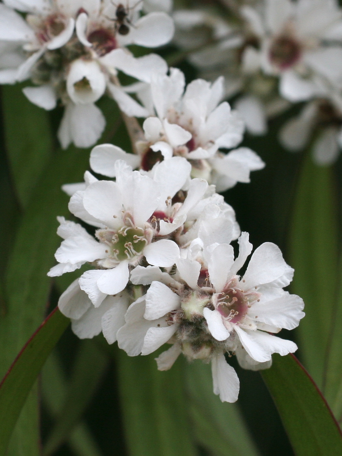 Afficher le média agonis_flexuosa3md agonis_flexuosa3md