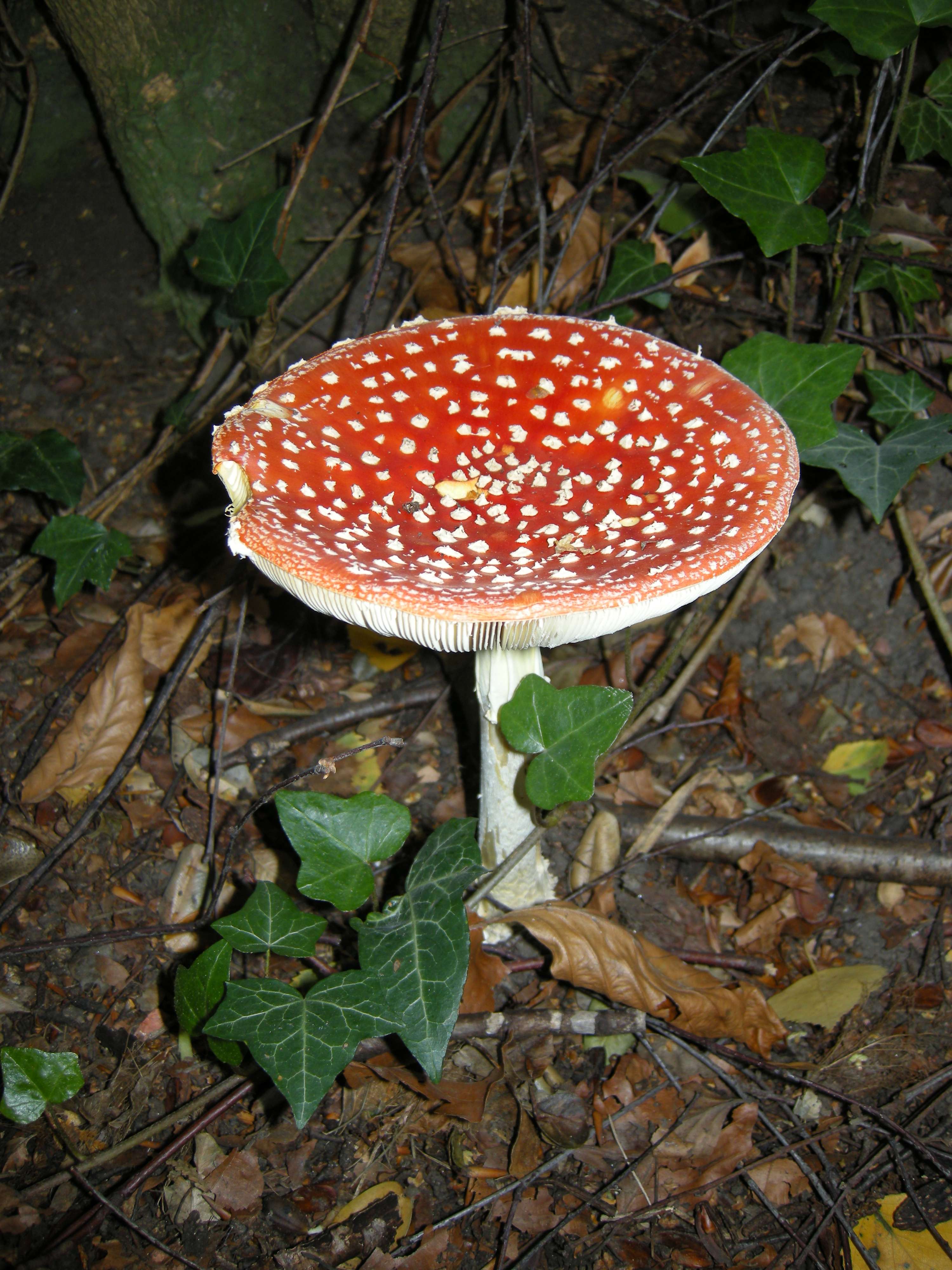 amanita_muscaria4md