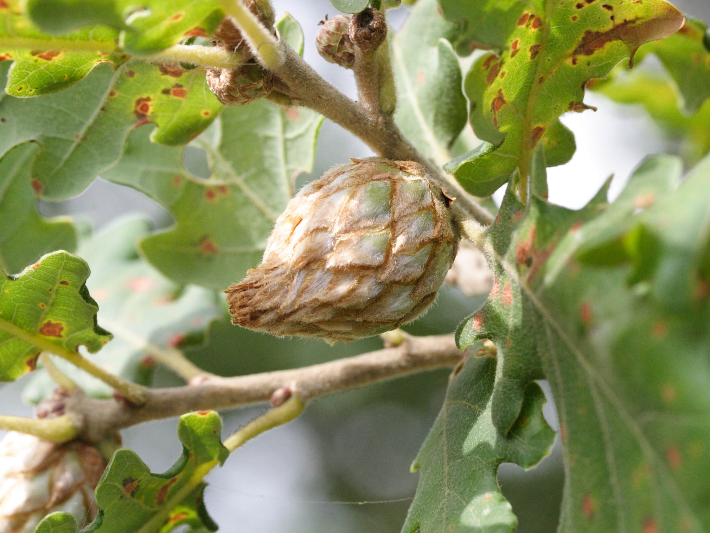 andricus_foecundatrix_galle2md