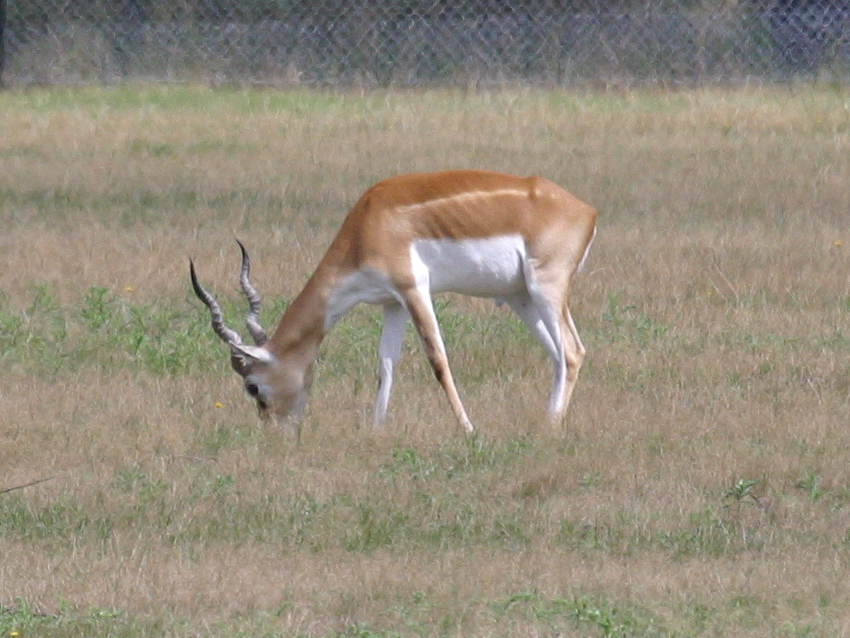 antilope_cervicapra4bd