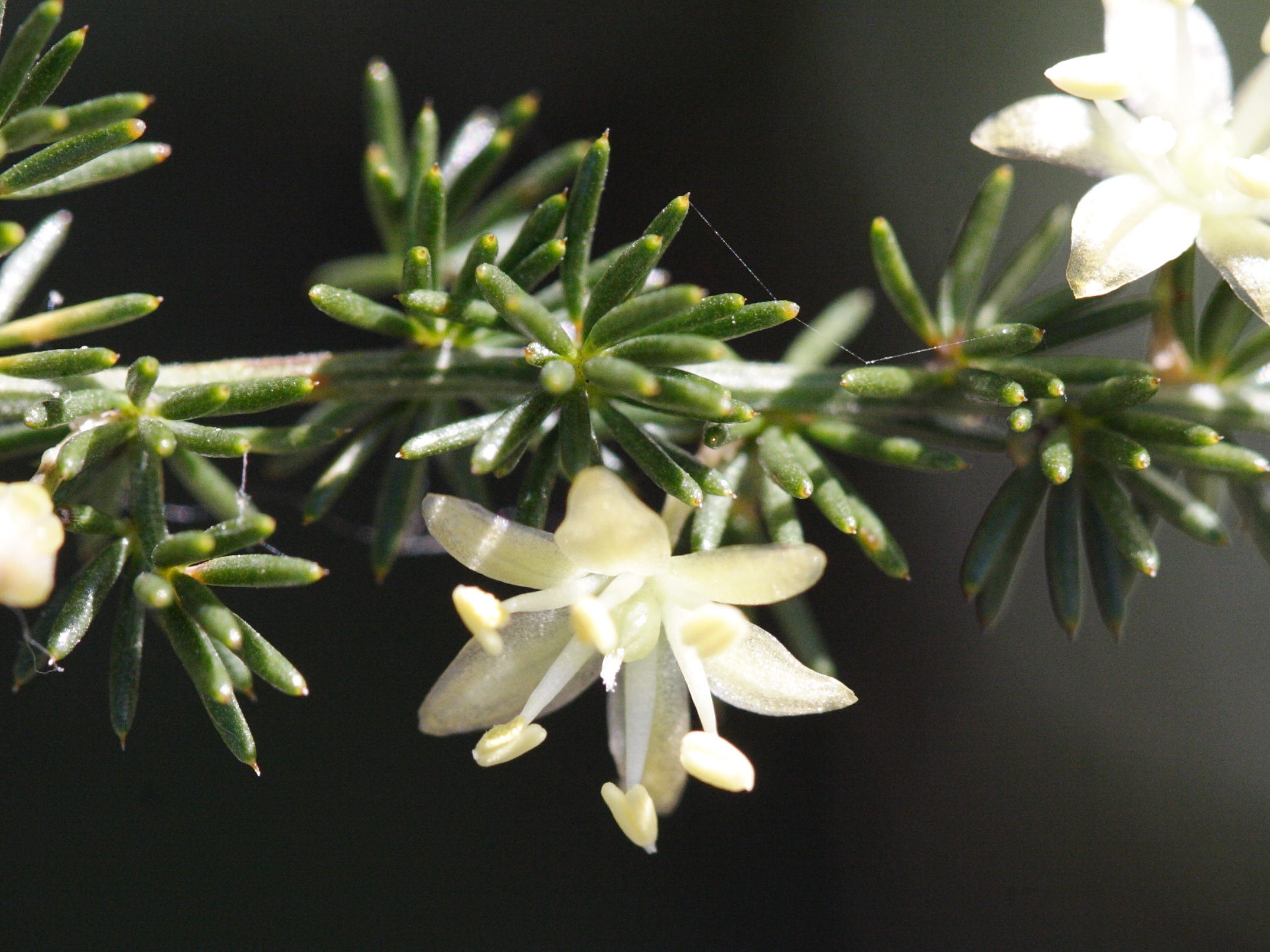asparagus_acutifolius4md