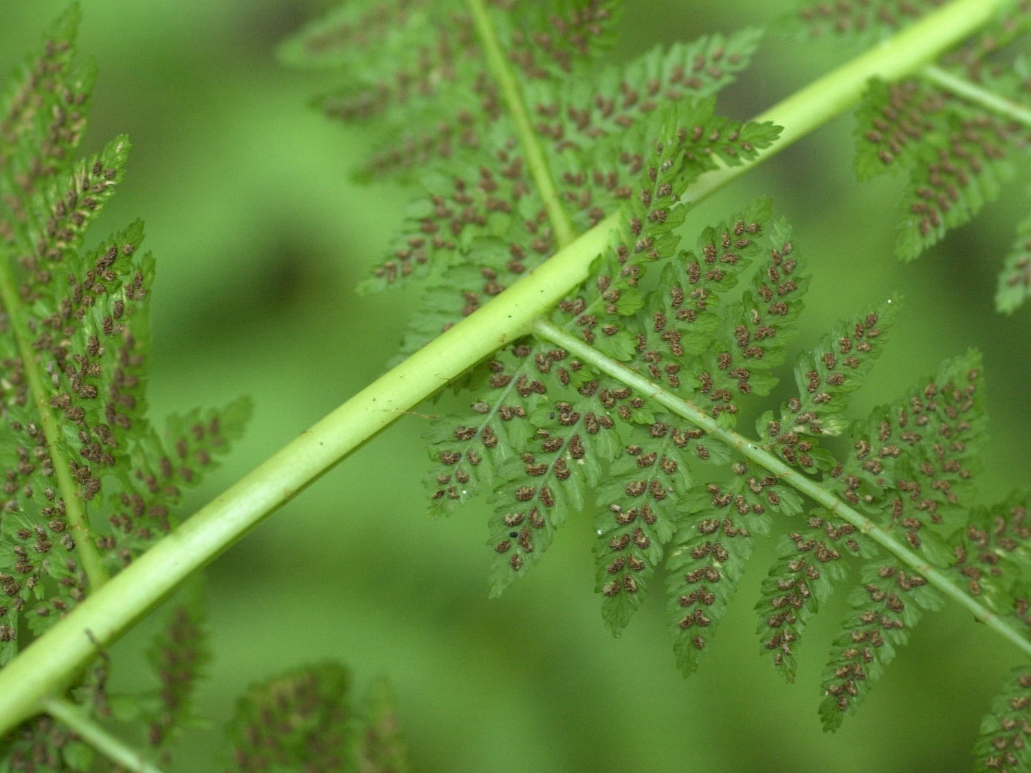 Afficher le média athyrium_filis-femina2md athyrium_filis-femina2md