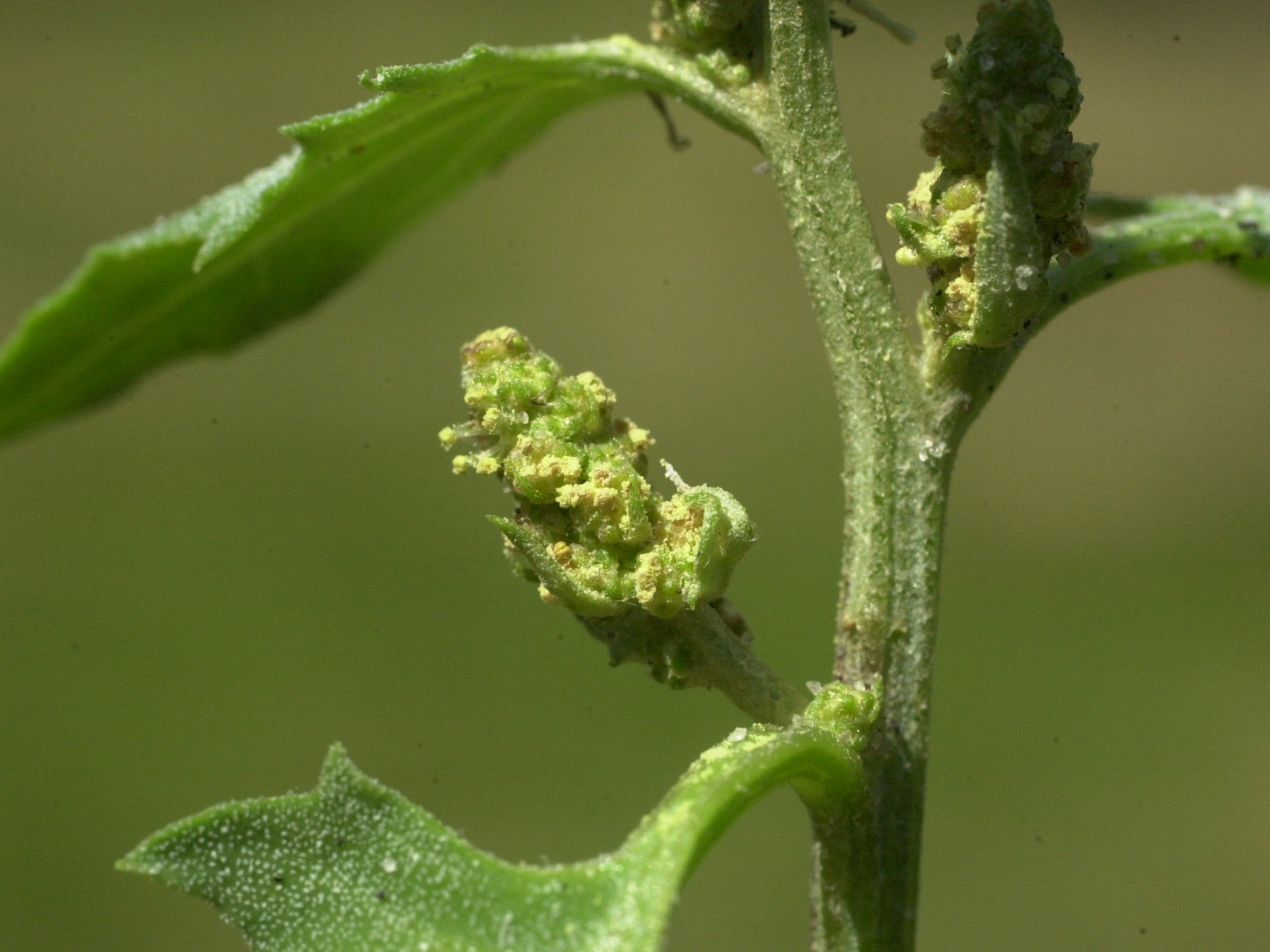 Afficher le média atriplex_prostrata_prostrata6md atriplex_prostrata_prostrata6md