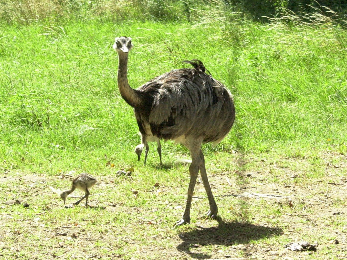 autruche_d-afrique_-_struthio_camelus2md