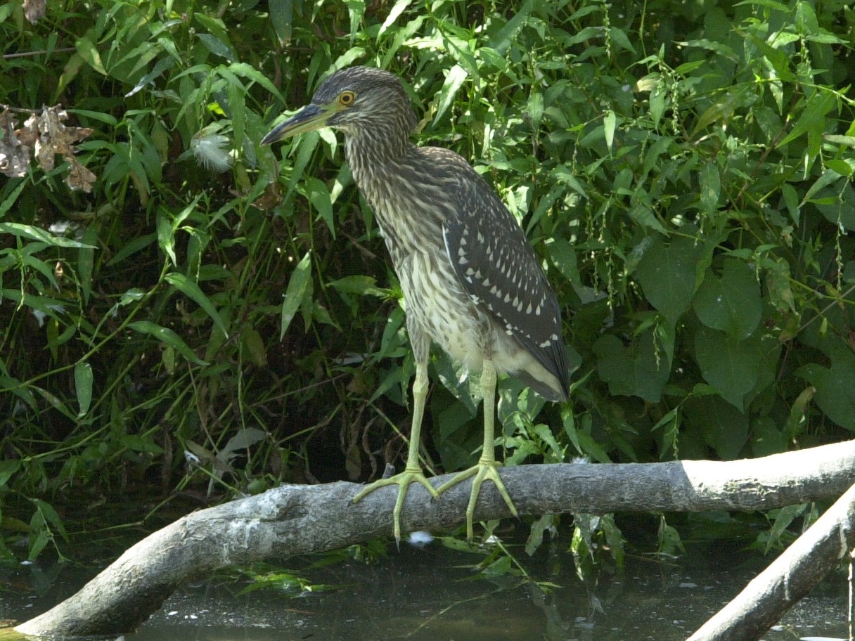 bihoreau_gris_-_nycticorax_nycticorax4md