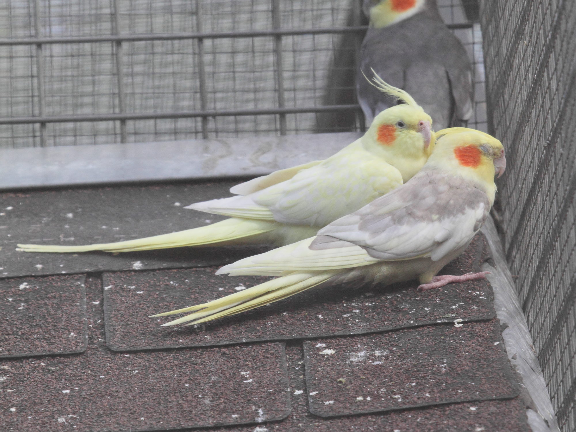 calopsitte_elegante_-_nymphicus_hollandicus3bd